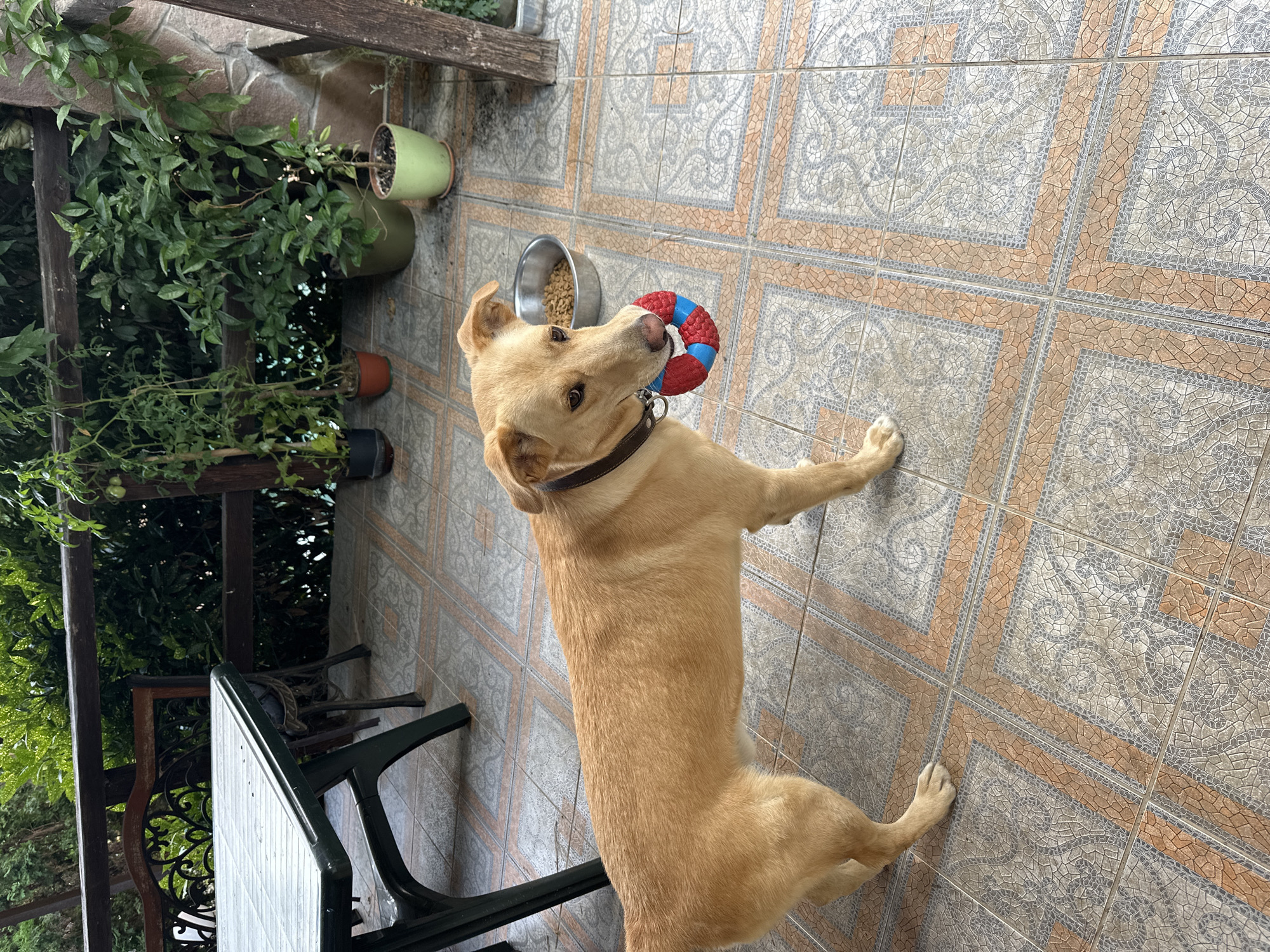 This image depicts a light brown dog standing on a tiled patio, holding a blue and red toy in its mouth. The dog is wearing a dark collar. In the background, there is a metal table and chairs, a wooden railing, and several potted plants, including what appears to be a tomato plant and a leafy green plant. A metal bowl filled with kibble is visible behind the dog. The setting suggests an outdoor living area or balcony.
The location is not identifiable as Sochi, Russia, based on the visual information provided in the image. There are no specific landmarks or features that would indicate this particular city.