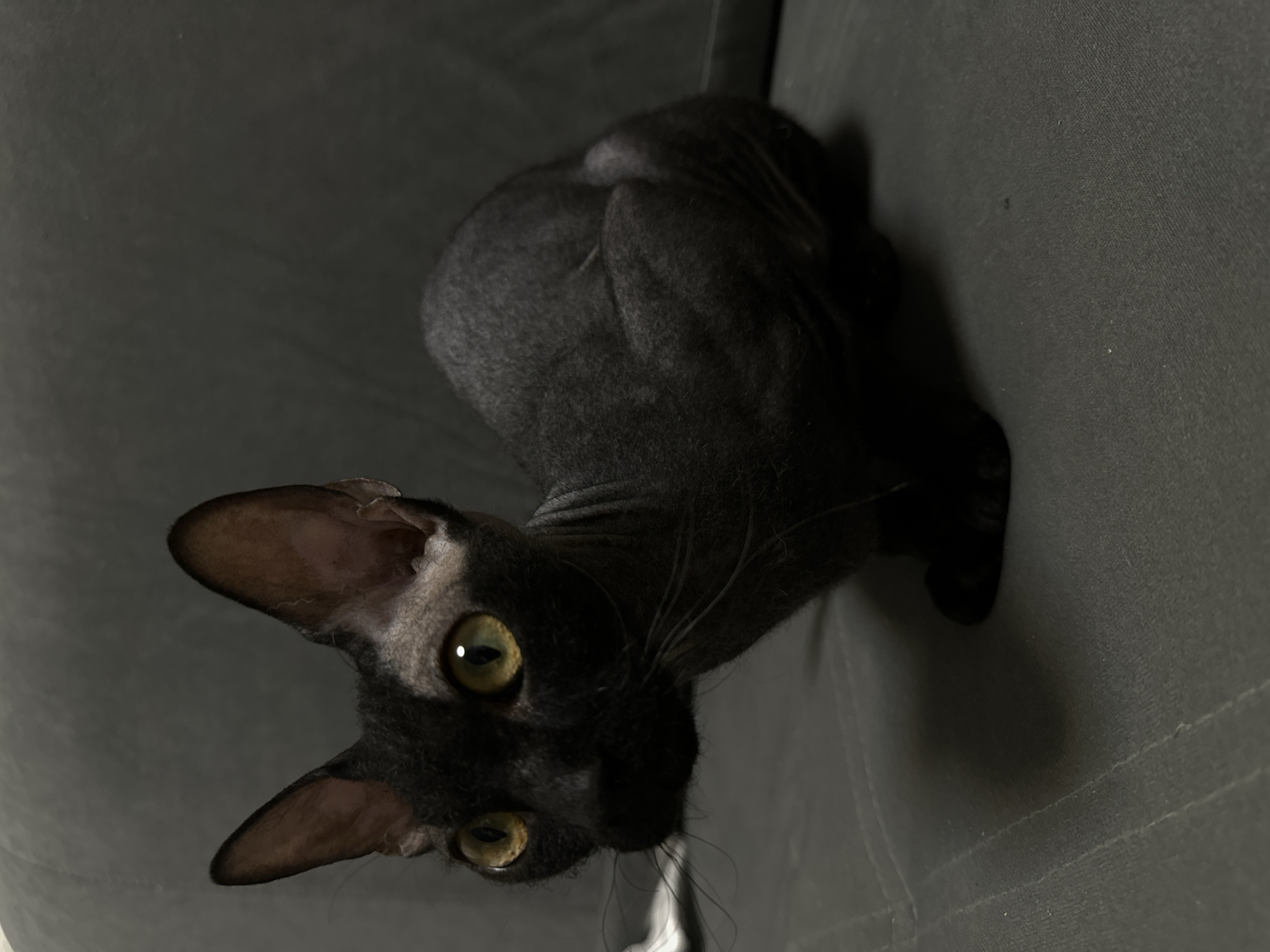An unusual black Sphynx cat is the subject of this image, which appears to have been taken indoors on a dark gray textured surface, possibly a couch or chair. The cat is positioned in the center of the frame, facing left, with its body curled slightly. Its large, prominent ears are a distinctive feature, as are its wide, alert yellow-green eyes. The cat's skin is wrinkled, particularly around its neck and head, and it has sparse, dark whiskers. The lighting is dim, casting shadows that obscure some of the cat's features and the surrounding environment. The background is a dark, uniform gray. There is no information within the image that allows for its location to be determined, including any indication of Chaikovsky, Russia.