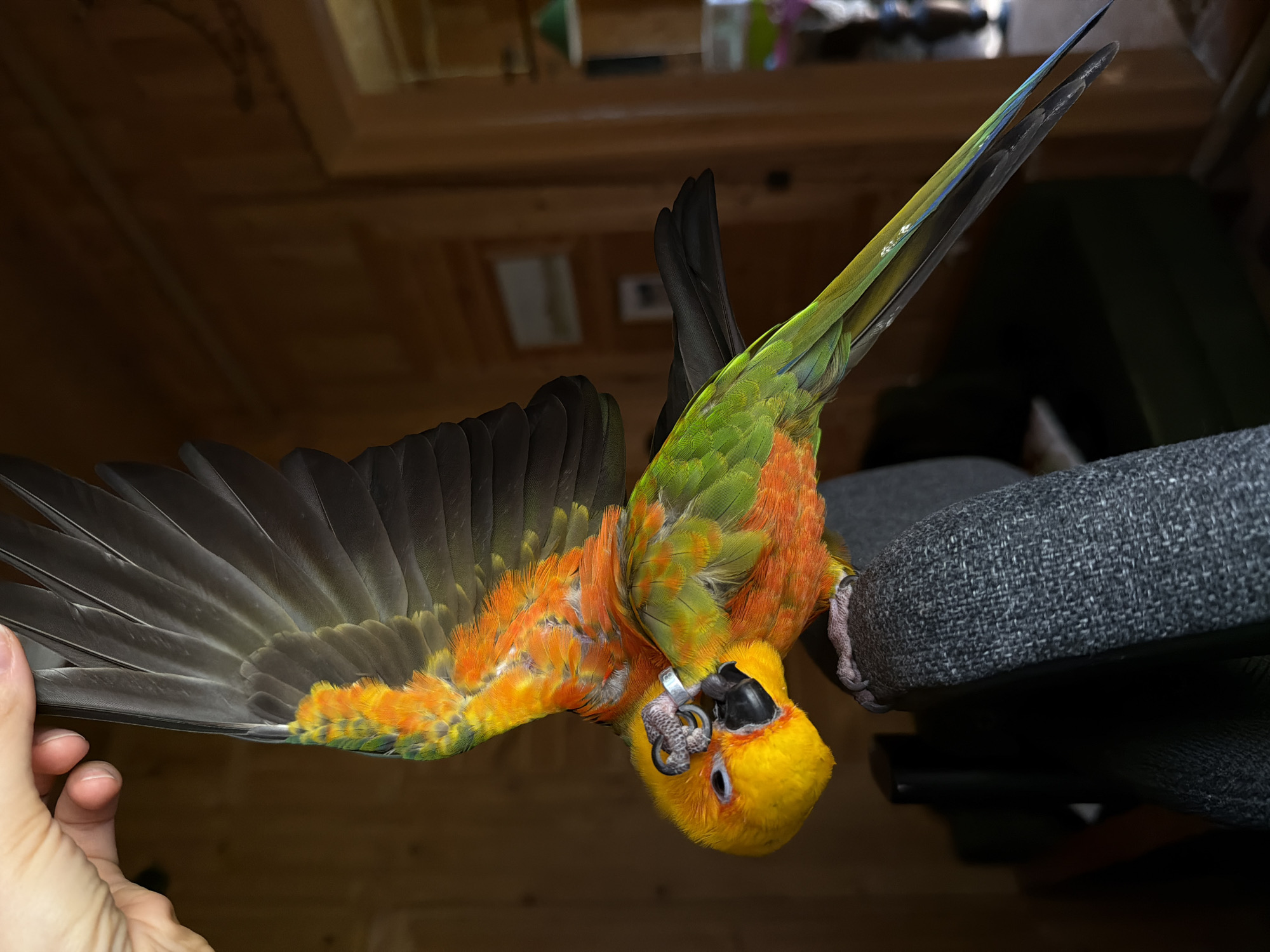 An upside-down conure parrot with bright orange and green plumage is being held by a person's hand, its wings spread. The parrot has a silver band on its leg and its beak is touching its foot. It is perched on a dark gray, textured fabric object, possibly an armchair. The background consists of a wooden interior with a door and a framed picture on the wall, suggesting a domestic setting. There are no identifiable landmarks or features that indicate the specific location within Udelnaya, Russia.