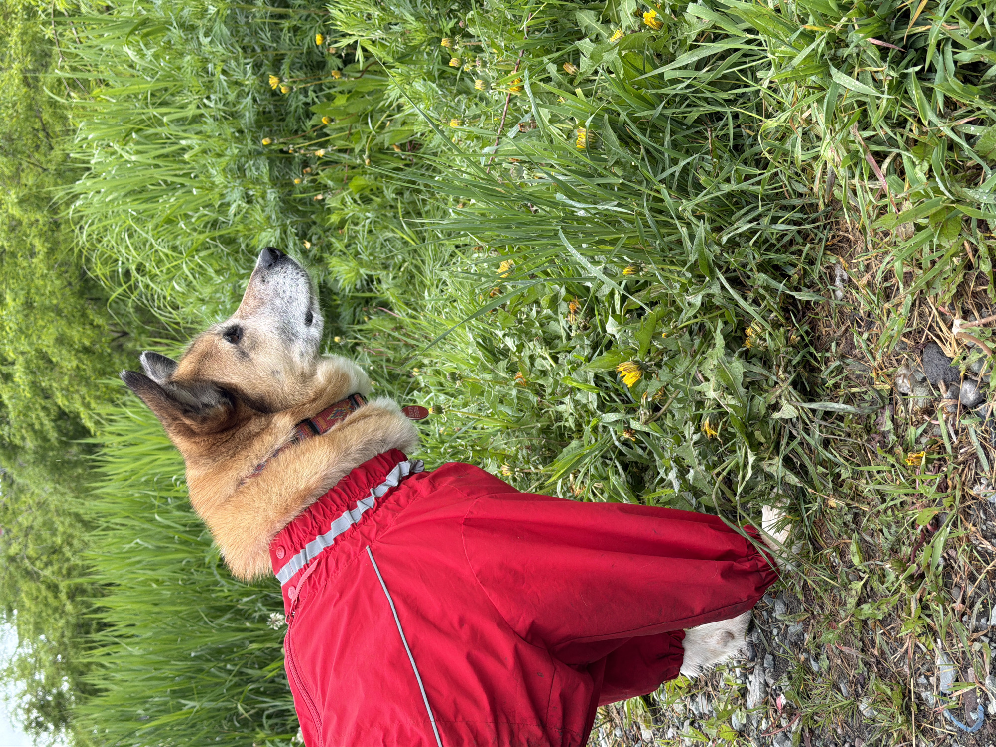A side profile medium shot captures a tan and white dog wearing a bright red full-body dog suit. The dog faces to the right, its ears perked, and its gaze fixed on something outside the frame. The dog is standing on a dirt and gravel path covered in patches of grass and small yellow wildflowers. Behind the dog, tall green grass and foliage rise, creating a lush, natural backdrop. The scene appears to be outdoors in a rural or natural setting, possibly a park or field. The weather seems overcast, with soft lighting. The specific location of Petropavlovsk-Kamchatsky, Russia is not visually indicated in the image.
