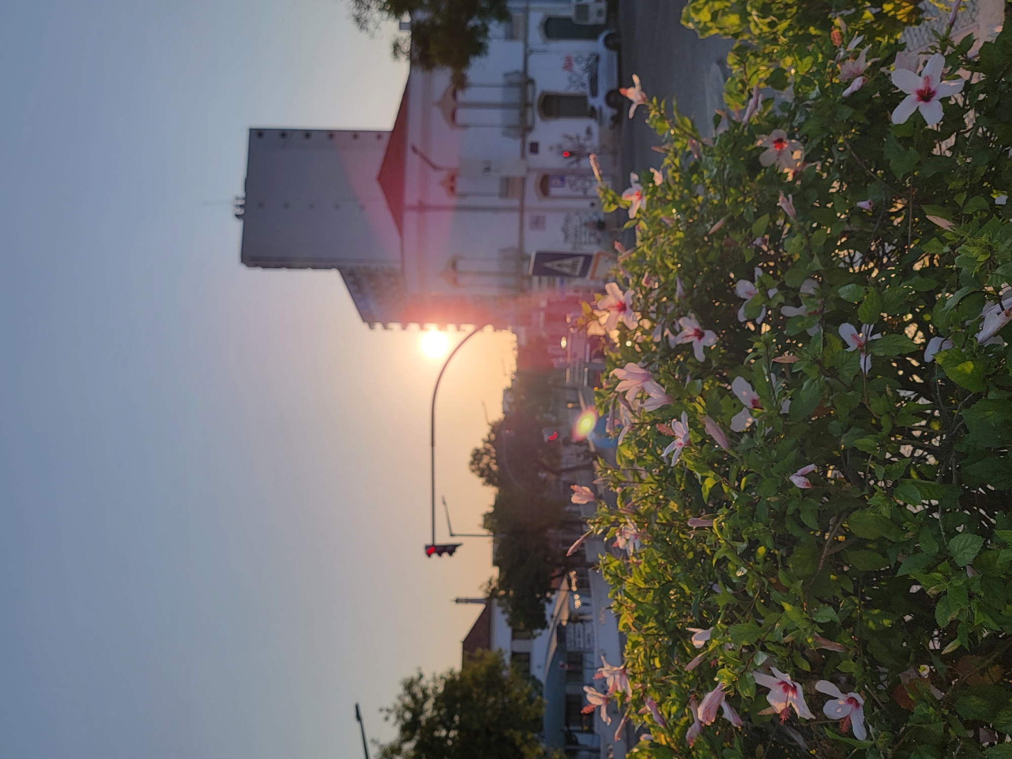 The image depicts a street scene in Faro, Portugal, at dusk, with the sun low on the horizon, casting a warm glow. In the foreground, a dense bush of hibiscus flowers, with pale pink and white petals, is in bloom, some flowers are open, while others are still buds. Behind the flowers, a traffic light with a red signal is visible. Beyond the traffic light, there are buildings. One building is a tall, modern white structure with dark rectangular features on its facade. Next to it, a more traditional building with white walls, red-tiled roof, and balconies is partially visible. The sky is a gradient of pale blue and orange, indicating the sunset. A street sign with a blue triangle and white symbol is also present. The overall impression is of a tranquil urban environment during golden hour.