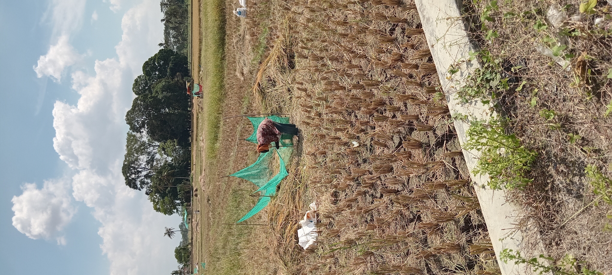 In a rural setting in Karangpawitan, Indonesia, a person is engaged in harvesting activities in a rice paddy under a bright, cloudy sky. The field is mostly dry and appears to have been recently harvested, with stubble from the rice stalks covering the ground. In the foreground, a person is bent over, wearing a patterned shirt and dark pants, interacting with a bright green net structure set up in the field. There are piles of harvested rice stalks around the net. Further in the background, more rice paddies are visible, with some areas showing standing green rice and others appearing dry. A few trees, including palm trees, are scattered throughout the landscape, and in the distance, a small vehicle is present. The ground is cracked in some areas, indicating dry conditions. A concrete edge runs along the bottom of the frame, with some sparse vegetation growing on it. A white plastic bag is visible in the foreground to the left of the person working.