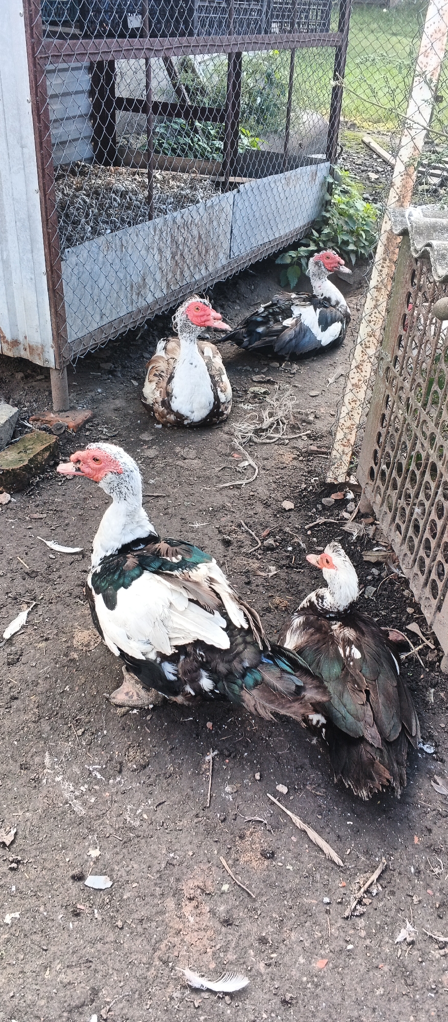 In Popivka, Ukraine, four Muscovy ducks with distinct red caruncles around their eyes and beaks are present on a dirt ground. Two ducks are in the foreground, one standing and facing left, the other smaller and facing right. In the background, two more ducks are resting. The environment consists of a wire mesh enclosure with a metal sheet lining at the bottom, and further behind, some greenery is visible. The ground is covered in dirt, scattered with debris such as twigs and feathers.