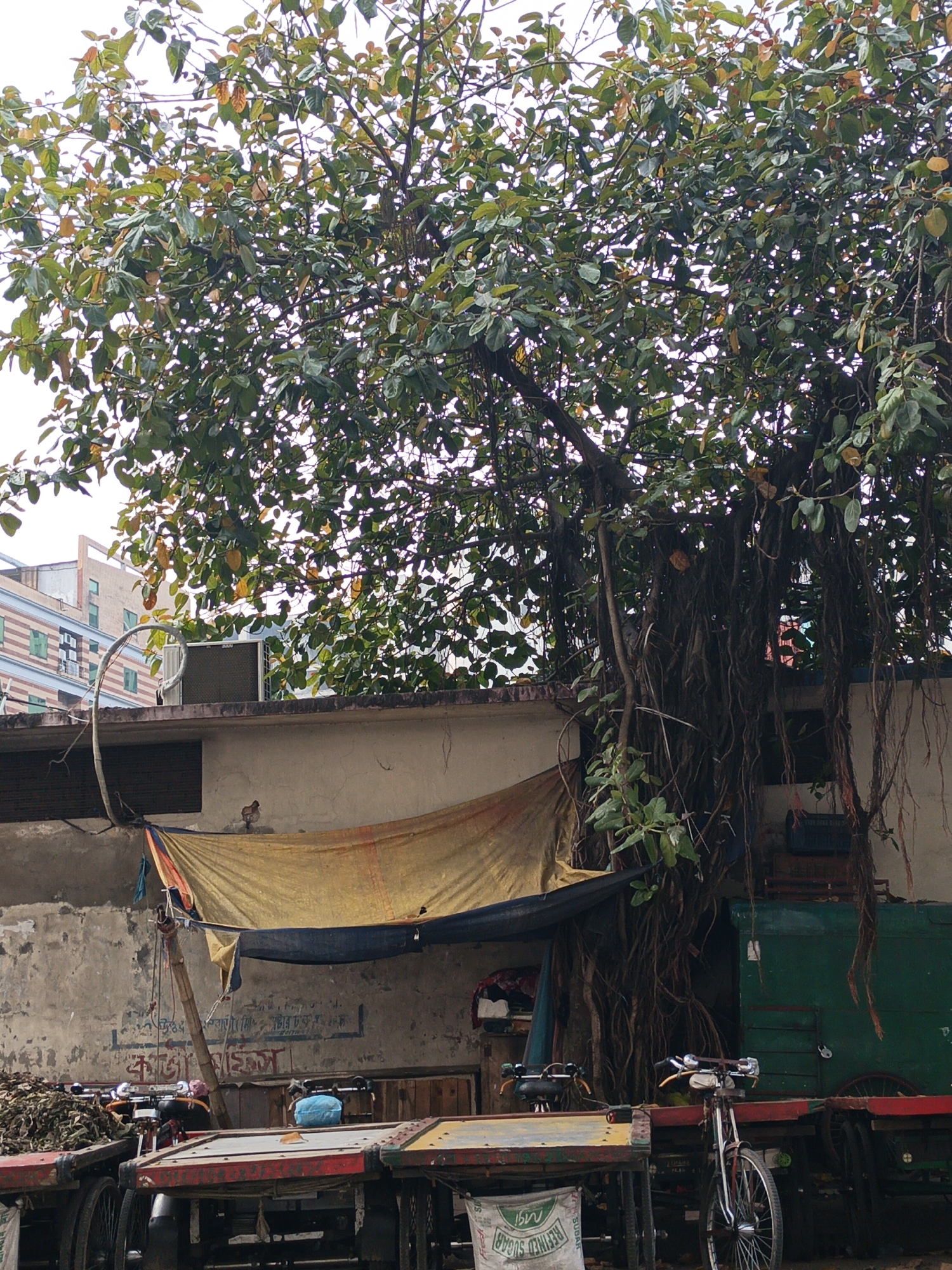 The image depicts a street scene in Dhaka, Bangladesh, focusing on a large tree with extensive aerial roots growing alongside a concrete wall. A makeshift shelter consisting of a yellow and blue tarp is erected against the wall. Below the shelter, several rickshaws and carts are parked, partially obscured by the tarp and the tree's roots. A bicycle is parked near a green utility vehicle. The background includes glimpses of buildings, suggesting an urban environment. The scene appears to be a working area, possibly a roadside business or storage space.