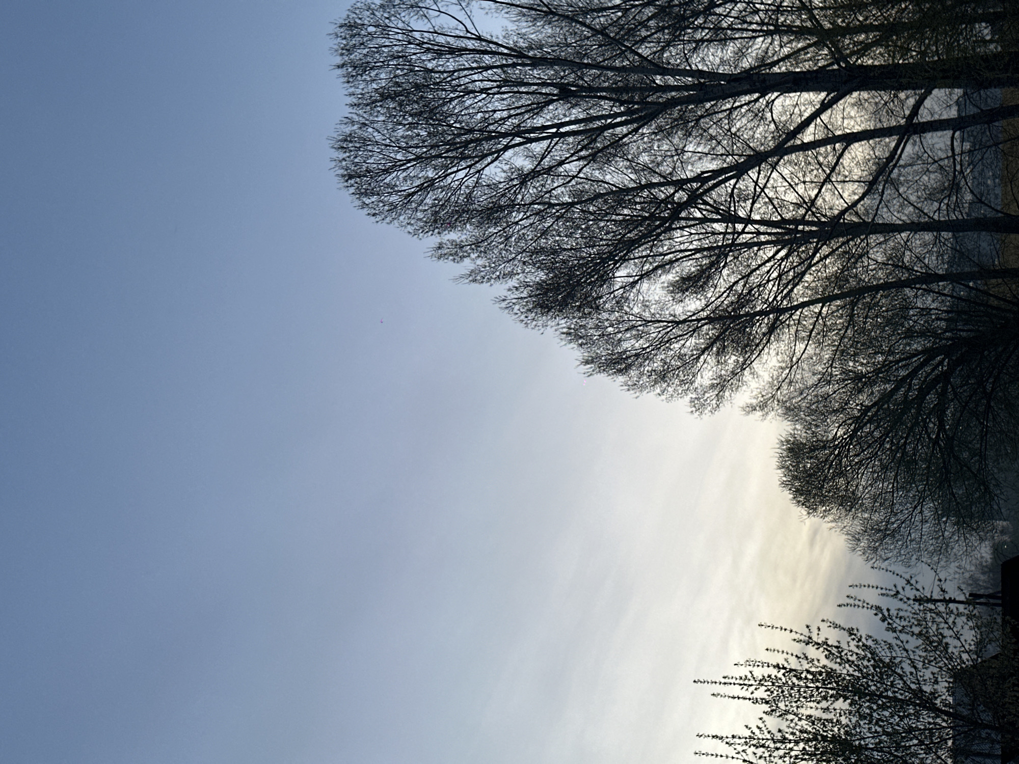 The image depicts a view of trees against the sky. The trees are mostly bare, with intricate branch patterns visible. The sky appears to be a pale blue, possibly indicating early morning or late afternoon light. The image is angled upwards, giving a perspective from below the trees. The location is Biysk, Russia.