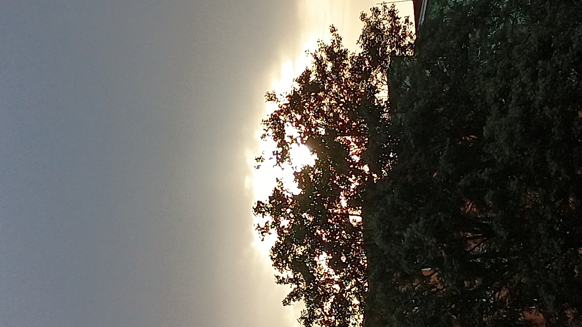 The image shows the silhouette of a tree against a cloudy sky during sunset. The sun is visible through the branches, creating a halo effect. The lower part of the image is dominated by the dark foliage of the tree. There are no people or specific urban features visible to determine the location within Sokolov, Czechia.