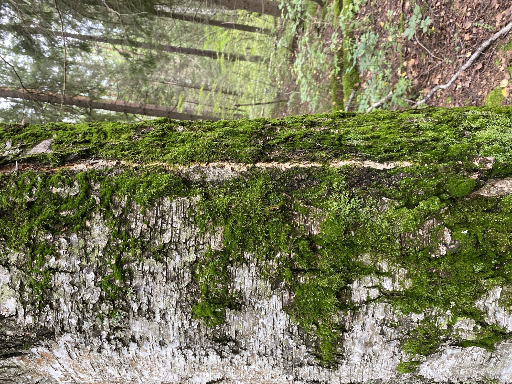 The image is a close-up of a tree trunk covered in moss, set against a blurred background of a forest. The tree bark is rough and textured, with patches of white and grey, interspersed with vibrant green moss. A vertical crack is visible on the right side of the trunk, also covered in moss. The forest in the background consists of tall, slender trees with green foliage, and the ground is covered with fallen leaves and more moss. The lighting suggests it is daytime, possibly overcast, as there are no strong shadows. The image was taken in Noviy, Russia, but there are no specific landmarks or indications of the urban environment in the provided image.