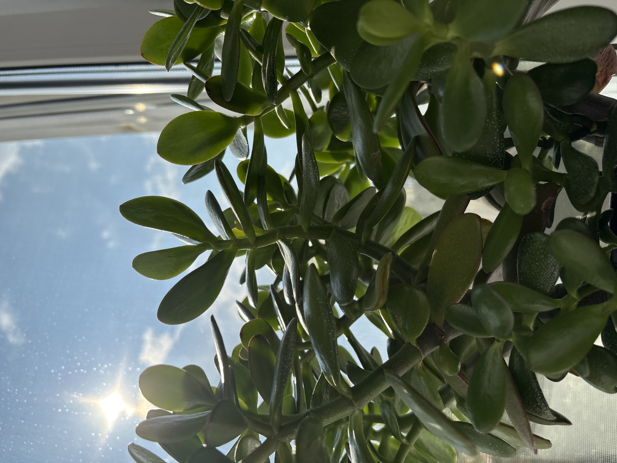 A close-up, low-angle, outdoor shot captures the dense, leafy branches of a jade plant against a bright blue sky with scattered white clouds. The sun, a bright, starburst shape, shines from the upper left corner, casting a lens flare and illuminating the scene with warm light. The textured green leaves, some with reddish-brown edges, are sharply in focus, their waxy surfaces reflecting the sunlight. The stems are thick and woody, showing signs of growth. A hint of a window frame or sheer curtain is visible on the right side, suggesting the plant is indoors near a window, looking out. The overall impression is one of natural beauty and vibrant life.