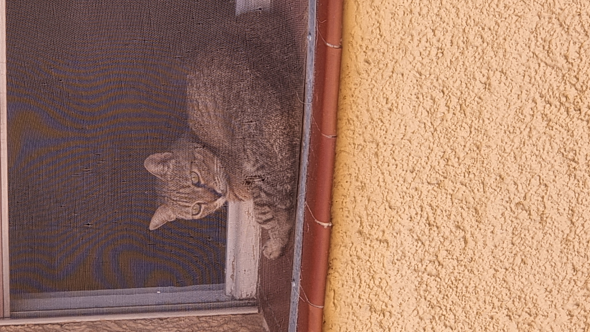 A tabby cat is lying on a window ledge behind a screen. The cat is in focus, with its head turned towards the viewer and its paws extended in front of it. The window frame is visible, as is the textured yellow wall of a building below the ledge. The background, visible through the screen, appears to be a distorted pattern of blue and brown. The scene is located in Sant Joan Les Fonts, Spain.