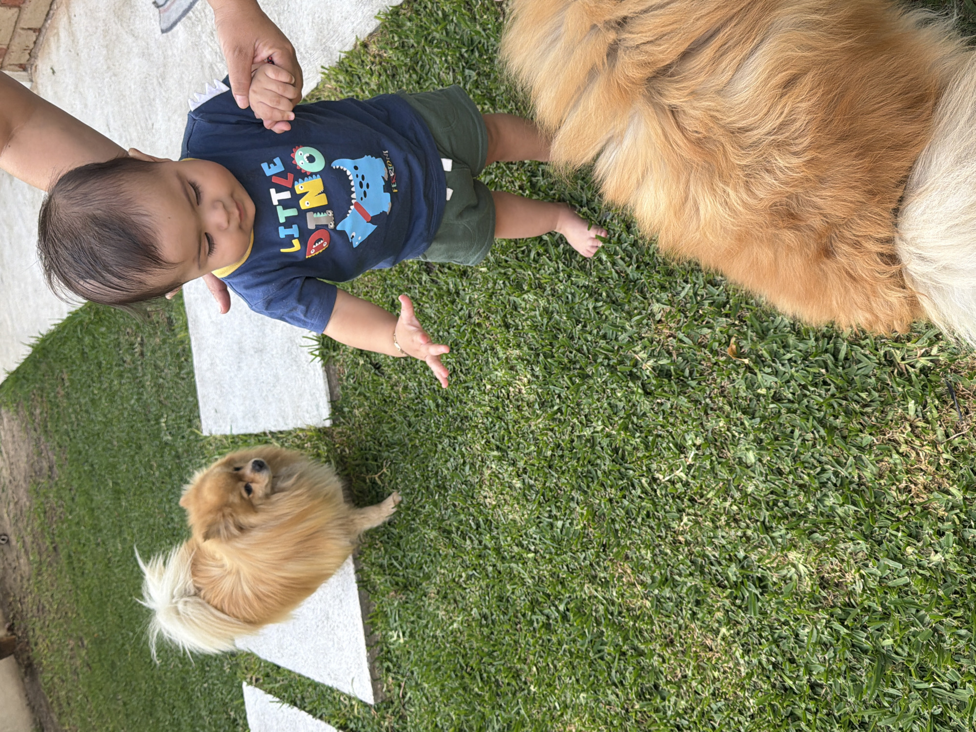 An eye-level, medium shot depicts a baby standing on grass in Cuautla, Mexico, with the aid of an adult hand. The baby is dressed in a navy-blue shirt with "LITTLE DINO" printed on it, along with green shorts. He is barefoot, with a bracelet on his right wrist. To the baby’s right is the rear of a golden retriever, whose fur fills the upper right of the frame. To the baby’s left and slightly lower is a small, golden-brown Pomeranian dog. Both dogs are on the grass. White, stone pathway segments run along the left edge of the frame. The grass comprises the dominant portion of the background, with some browning areas visible. The location is outdoors, presumably a yard.
