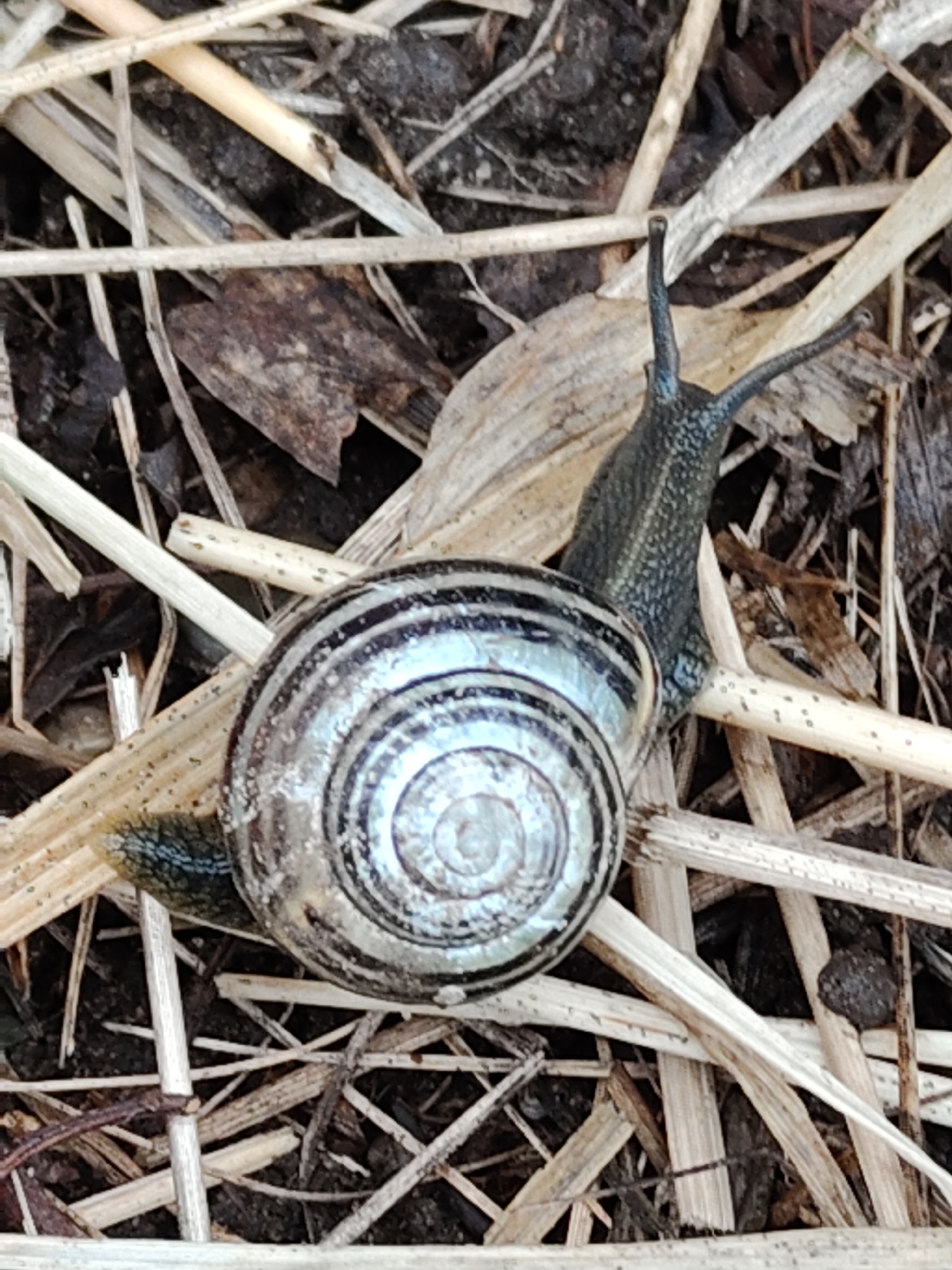 The image shows a snail with a striped shell crawling across a bed of dry straw. The snail's body is dark grey and its two antennae are extended. The background consists of more straw, a dead leaf, and some dark soil. The location is Unknown, Unknown.