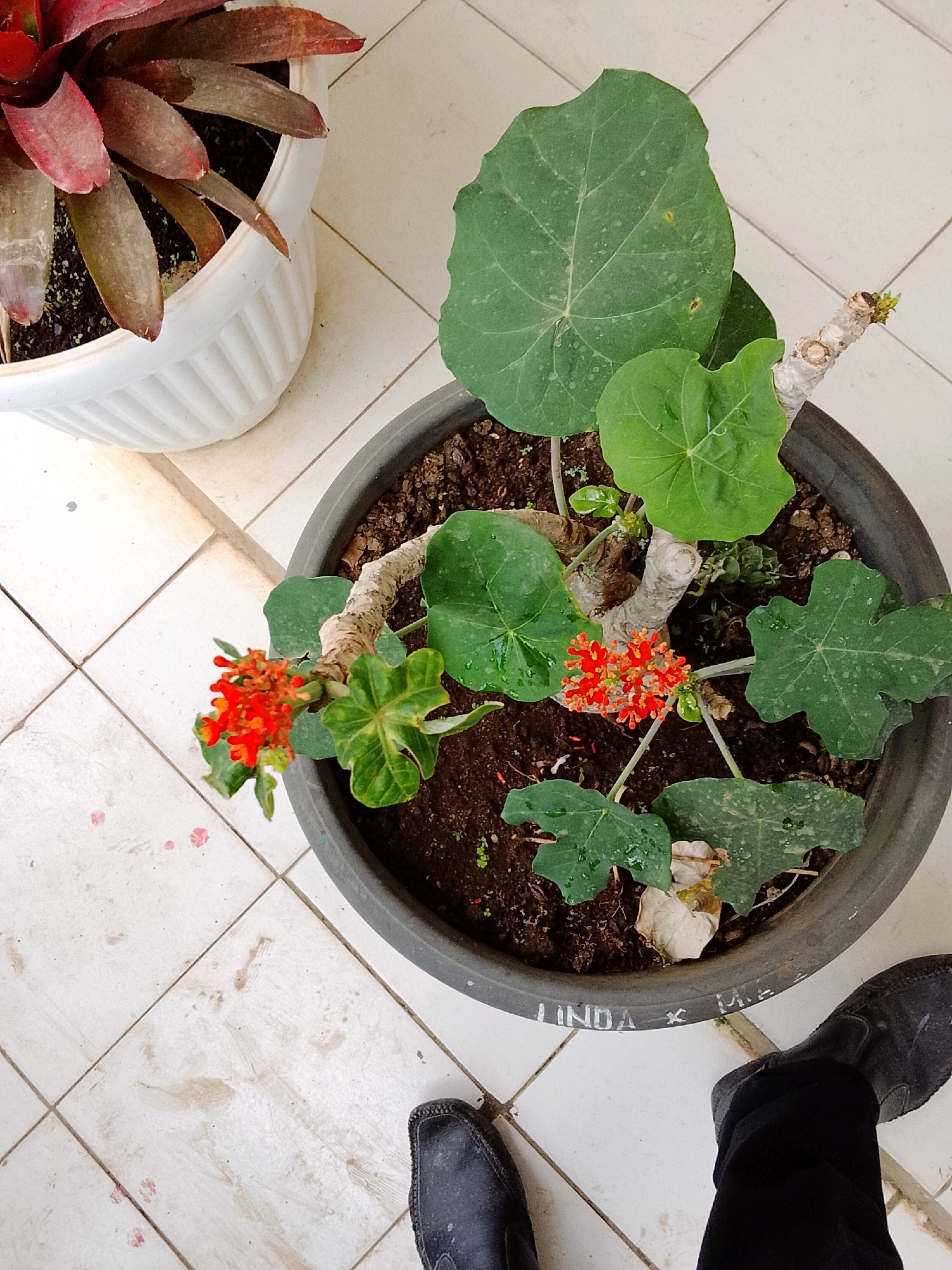 A high-angle medium shot shows two potted plants situated on a tiled floor. To the left, a white ceramic pot contains a plant with deep red, pointed leaves. To the right, a dark gray pot holds a plant with large, green, lobed leaves and a cluster of small, bright orange flowers. The plant in the gray pot has a thick, light-brown, woody stem. The floor tiles are off-white with visible grout lines and appear somewhat worn and dirty, with a few smudges and small pink marks. Two pairs of black shoes are visible in the foreground, one on the left pointing slightly upwards and to the left, and another on the right, with the wearer's black pants visible. The plant in the gray pot has the word "LINDA" and an "x" written in what appears to be white paint on the rim. The scene is set outdoors, likely in a courtyard or patio area, given the tiling and presence of potted plants. The overall impression is of a casual, outdoor setting, possibly a residence or a small business in Jepara, Indonesia.