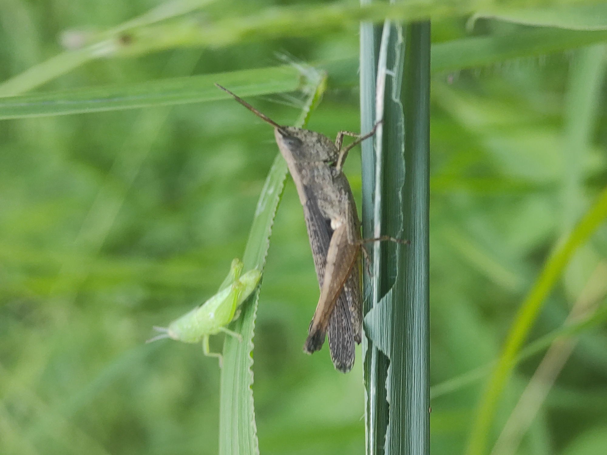 A close-up shot, likely taken in Lhokseumawe, Indonesia, depicts two grasshoppers perched on blades of grass. The foreground features two grasshoppers, one green and one brown. The brown grasshopper is clinging to a thick, vertically oriented blade of grass, while the green one is on a more narrow, serrated blade. Both grasshoppers are facing upwards. The background is a blur of green foliage.