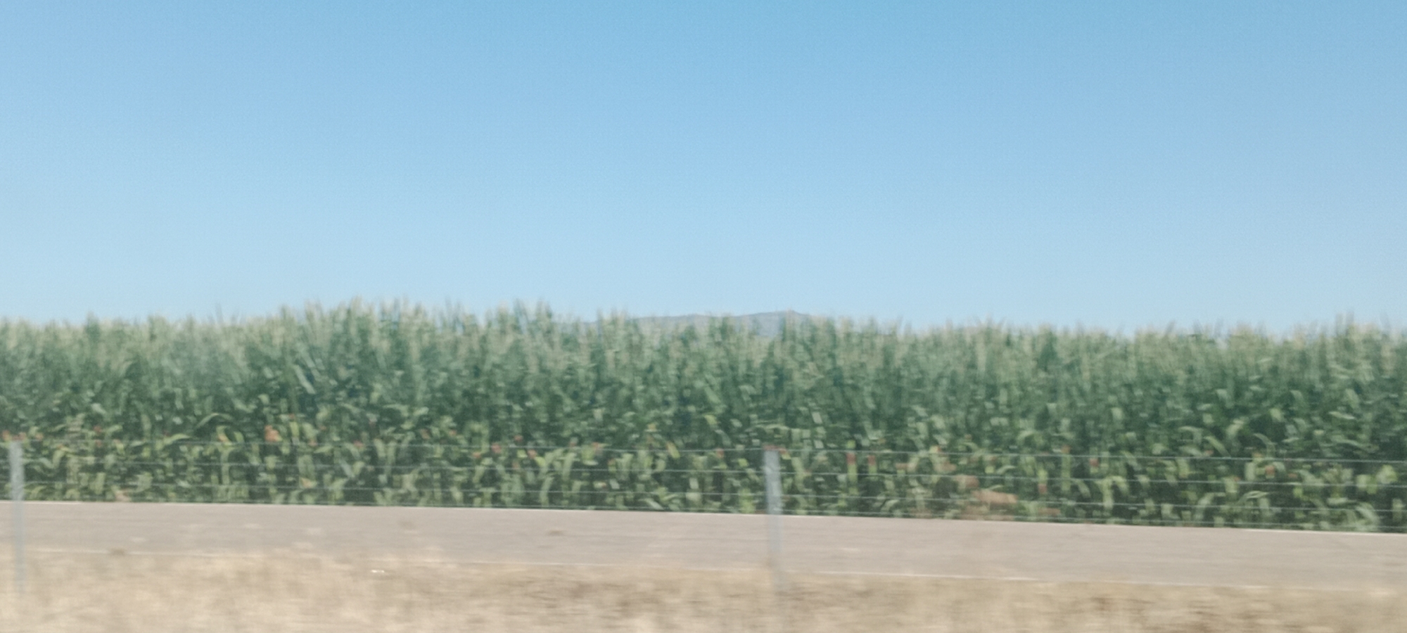 A wide-angle, horizontal outdoor shot captures a vast field of tall, green corn stalks under a clear, bright blue sky. A rough, paved road runs horizontally across the lower third of the frame, separating the cornfield from a dry, grassy foreground. In the distance, faint outlines of hills are visible beyond the cornfield. A wire fence runs along the edge of the road, partially obscuring the corn. There are no people or animals visible in the image, and no discernible activity is taking place. The scene suggests a rural agricultural setting, possibly during the daytime in a warm climate.