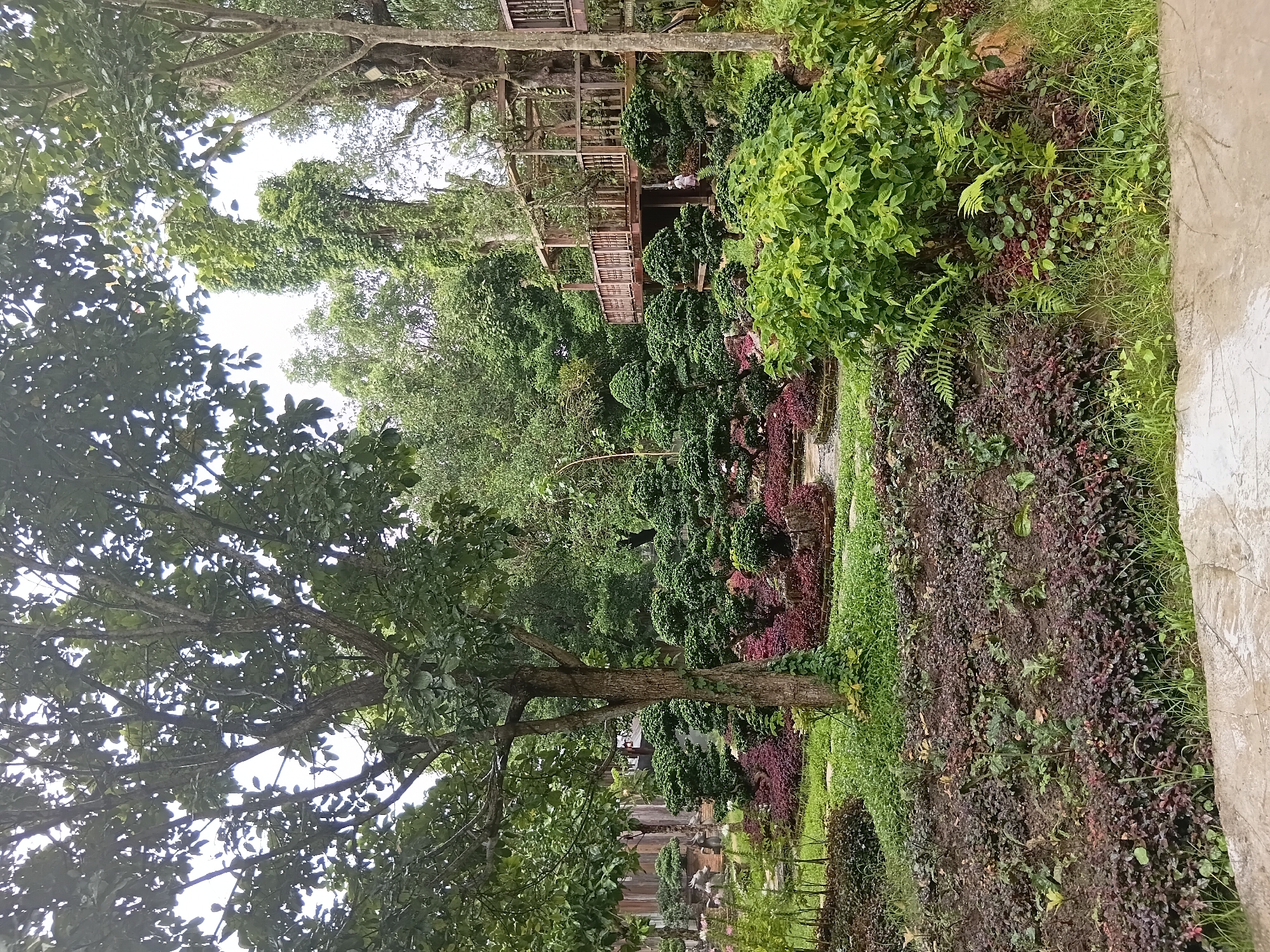 The image depicts a lush garden with an elevated wooden structure, likely a viewing platform or part of a building, amidst a variety of meticulously shaped bonsai trees and dense foliage. The garden features a mix of ground cover plants in shades of dark purple and vibrant green, interspersed with rocks and small pathways. Towering trees with full canopies frame the scene, suggesting a tropical or subtropical environment. In the background, the wooden structure, built with railings and a sloped roof, is supported by sturdy wooden posts and appears to be integrated into the natural landscape. A person in light-colored clothing can be seen on the lower level of the wooden structure, seemingly observing the garden. The overall impression is one of a well-maintained botanical garden or a private estate with a focus on landscape architecture and horticulture, possibly located in a serene, natural setting such as Ban Pha Sao, Thailand.