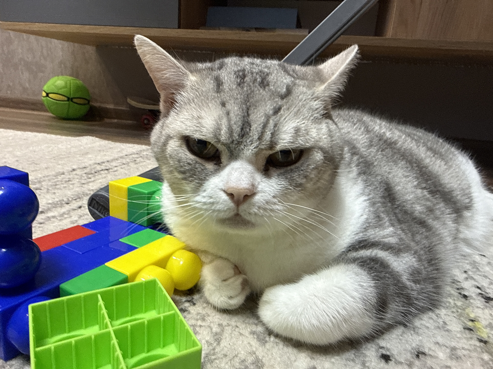A gray and white tabby cat is resting on a carpet, surrounded by colorful plastic building blocks. A green ball and a skateboard are visible in the background near a wooden shelf. The image was taken indoors. The location in the city of Chaikovsky, Russia is undetermined.