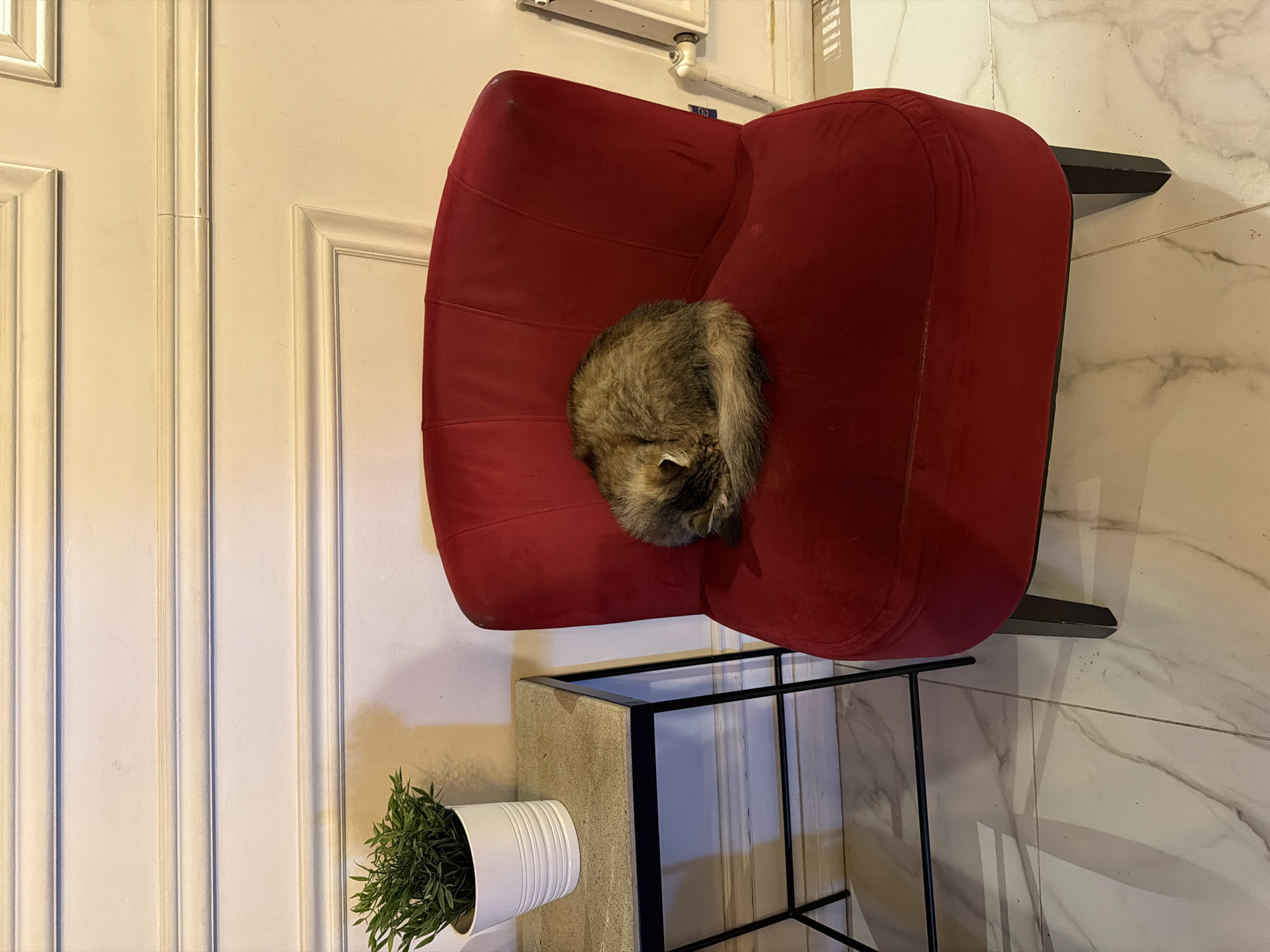 The photograph, rotated 90 degrees counter-clockwise, captures an indoor scene set in Moscow, Russia, likely a modern home or cafe interior. The primary subject is a fluffy, brown and grey tabby cat, curled up tightly and appearing to be asleep or resting on a plush, vibrant red armchair. The armchair, made of a velvet or suede-like material, shows visible seams and has dark legs.
To the lower left of the armchair (when viewed in the original orientation), a contemporary console table or stand is positioned. It features a light grey, concrete-textured top supported by a black metal frame. On this table, a white, ribbed cylindrical pot holds a small, bushy green plant.
The background on the left consists of a light cream-colored paneled wall or door with decorative moldings. The floor on the right is covered with large, reflective marble-patterned tiles featuring grey veining. Shadows from the table's legs are cast upon these tiles. Above and behind the armchair, a white air conditioning unit or similar device and some white piping/wiring are visible on the wall. Faint, indistinct blue characters or a symbol can be seen on the wall directly behind the armchair. The lighting indicates an indoor setting, possibly with artificial illumination, creating a peaceful and cozy atmosphere.