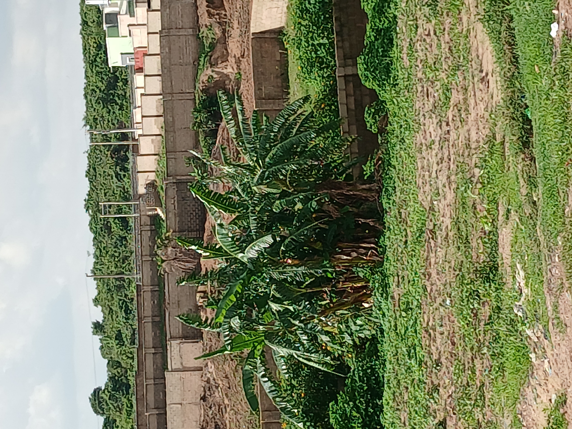 The image depicts an outdoor scene in Jos, Nigeria, featuring lush greenery and a partially constructed urban environment. In the foreground, a patch of land is covered with sparse green grass and dry soil, suggesting a developing or undeveloped area.
Dominating the midground are several banana trees with their large, characteristic leaves, adding a tropical element to the landscape. Behind the banana trees, a series of low walls, constructed from concrete blocks, form terraced levels. These walls appear to be part of an ongoing construction project, with some sections appearing more finished than others.
In the background, a dense line of trees forms a natural backdrop. Above the trees and construction, a pale, overcast sky is visible. The overall impression is of a semi-urban area in Jos undergoing development, with a blend of natural vegetation and man-made structures. No people are visible in the image.