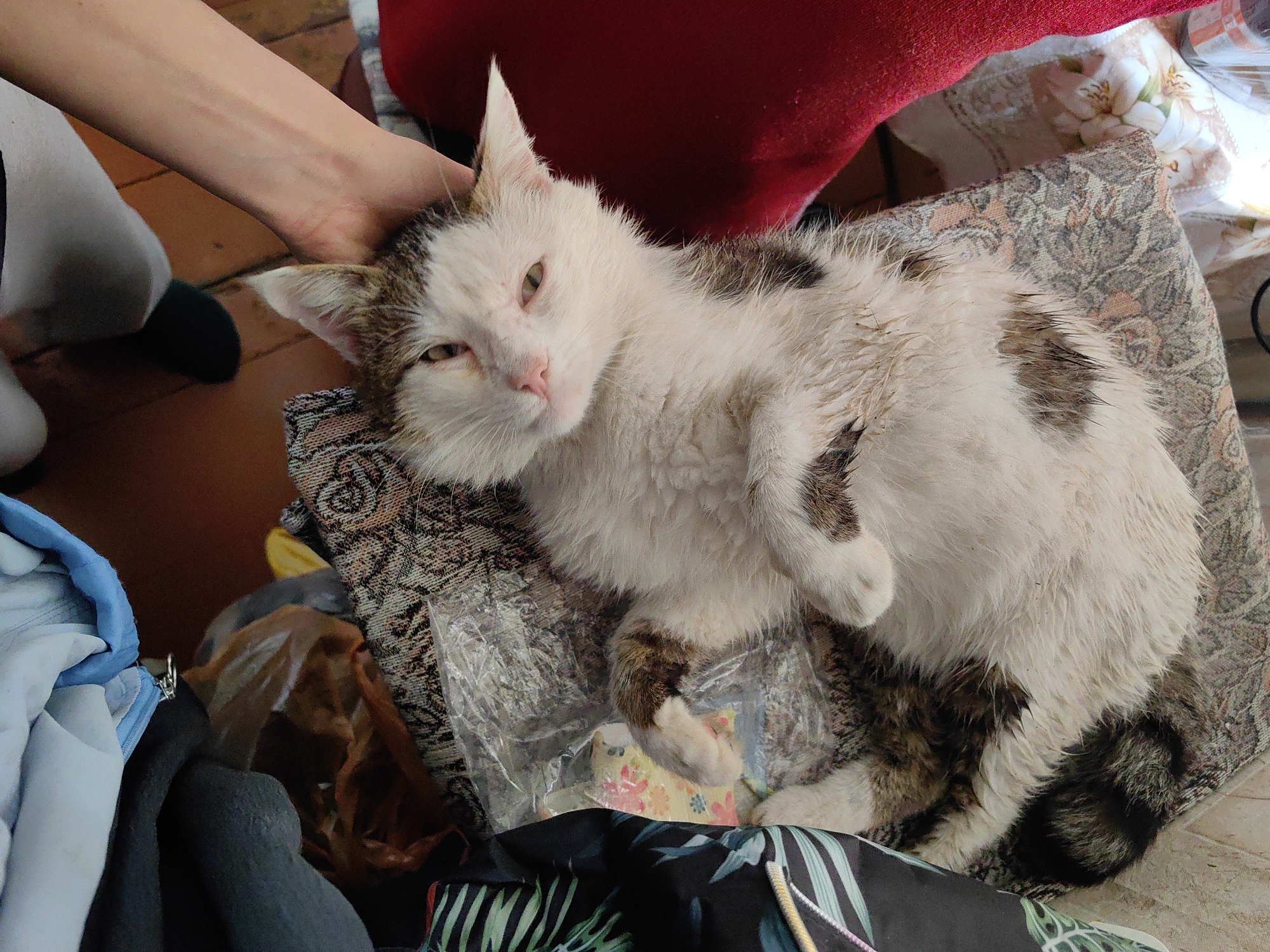 A photograph captures a medium shot of a person's hand stroking a white and gray cat lying on a patterned cushion. The cat is positioned diagonally, with its head on the upper left and its tail extending to the lower right. The person's arm is visible at the upper left, reaching down to pet the cat's head. The cat appears relaxed, with its eyes partially closed. The setting appears to be indoors, with a red object partially visible at the top, and a pile of clothing and a brown plastic bag are seen at the bottom left. A floral patterned item and a clear plastic bag lie beneath the cat. The backdrop and specific location are not discernable.