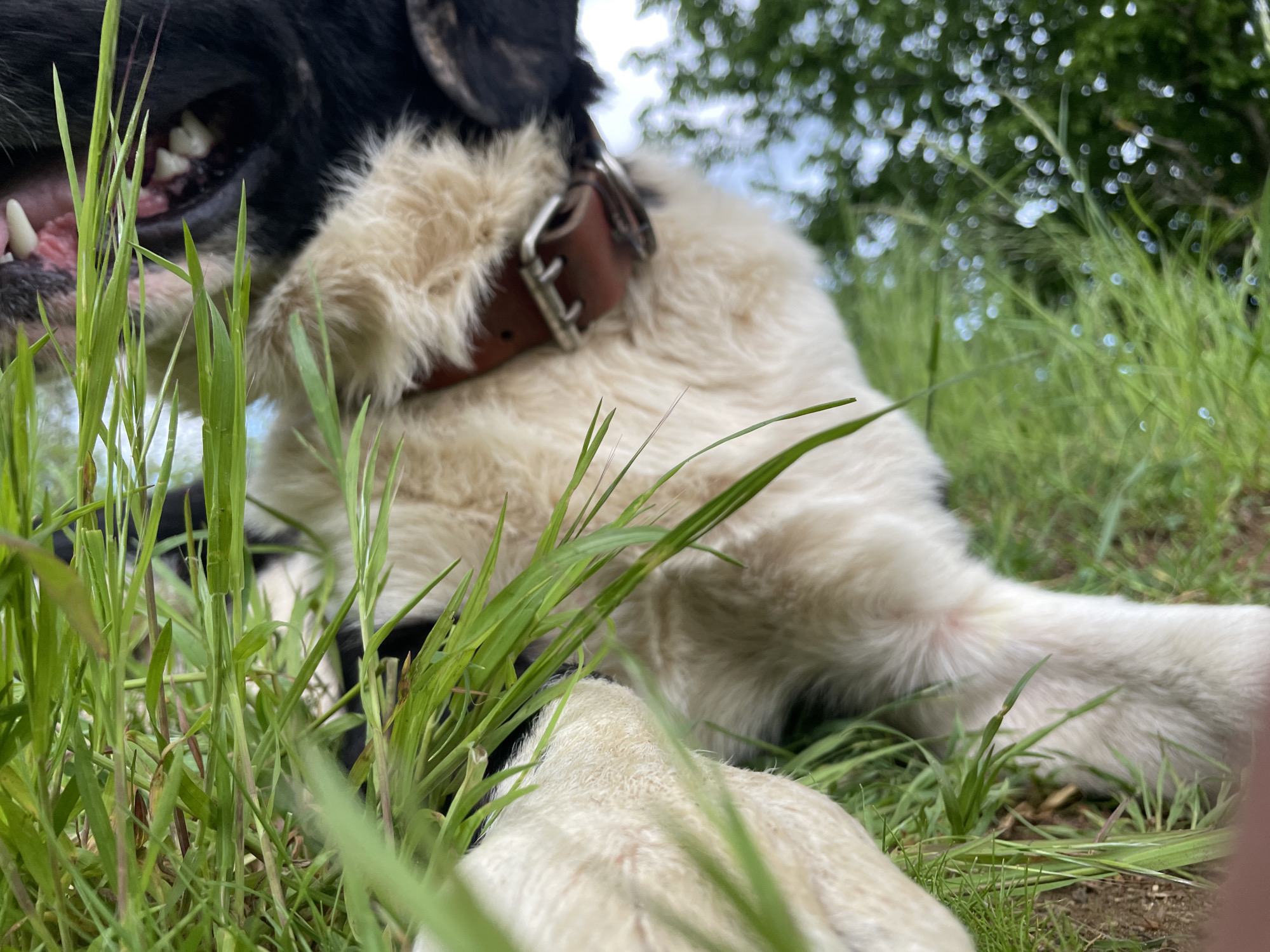 A close-up, low-angle shot depicts a dog lying in tall grass. The dog is mostly white with some black fur visible around its mouth and ear. It wears a brown leather collar with a metal buckle. Its teeth are bared, suggesting either a yawn or a playful growl. The background shows green foliage and a blurred view of the sky. The location is not specified but is alleged to be Zlatograd, Bulgaria. The primary focus is on the dog's face and fur. The tall grass is prominent in the foreground.