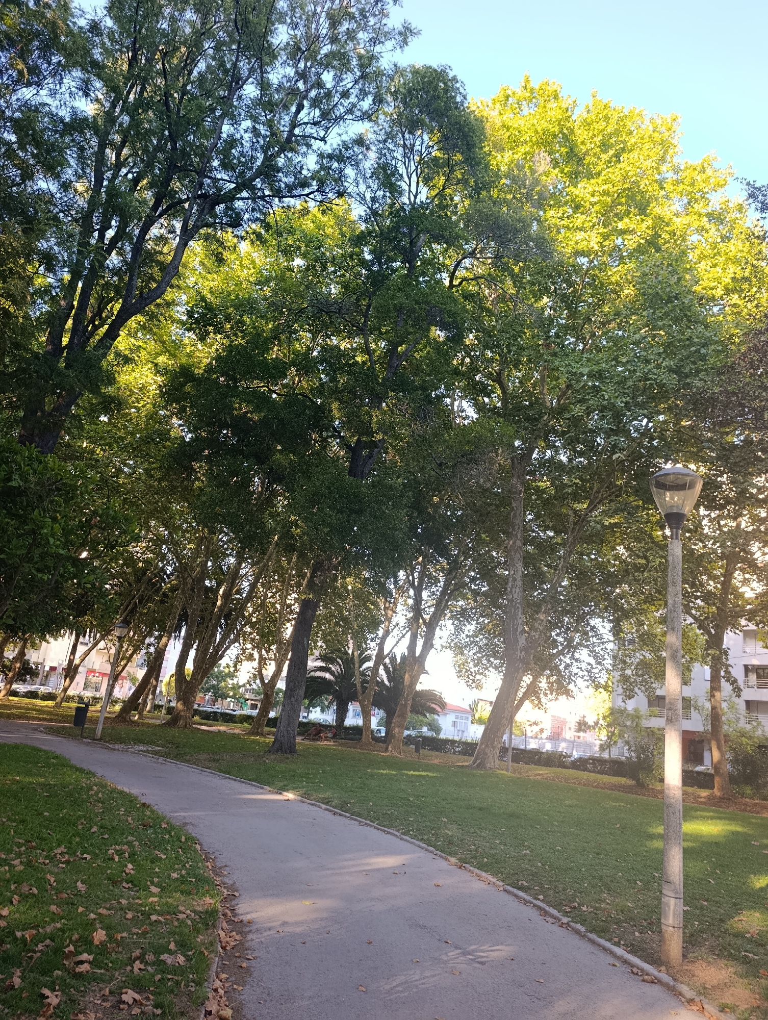 The image captures a tranquil park scene in Setúbal, Portugal, bathed in the warm glow of afternoon sunlight. A paved pathway curves through a lush green lawn dotted with fallen autumn leaves. Towering trees with dense foliage dominate the landscape, their branches stretching towards a clear blue sky. Among them, a streetlamp stands sentinel, its concrete pole illuminated by the sun. In the background, modern buildings rise behind a row of trees, hinting at the park's urban setting. The atmosphere is serene and undisturbed, suggesting a quiet moment in the city.
