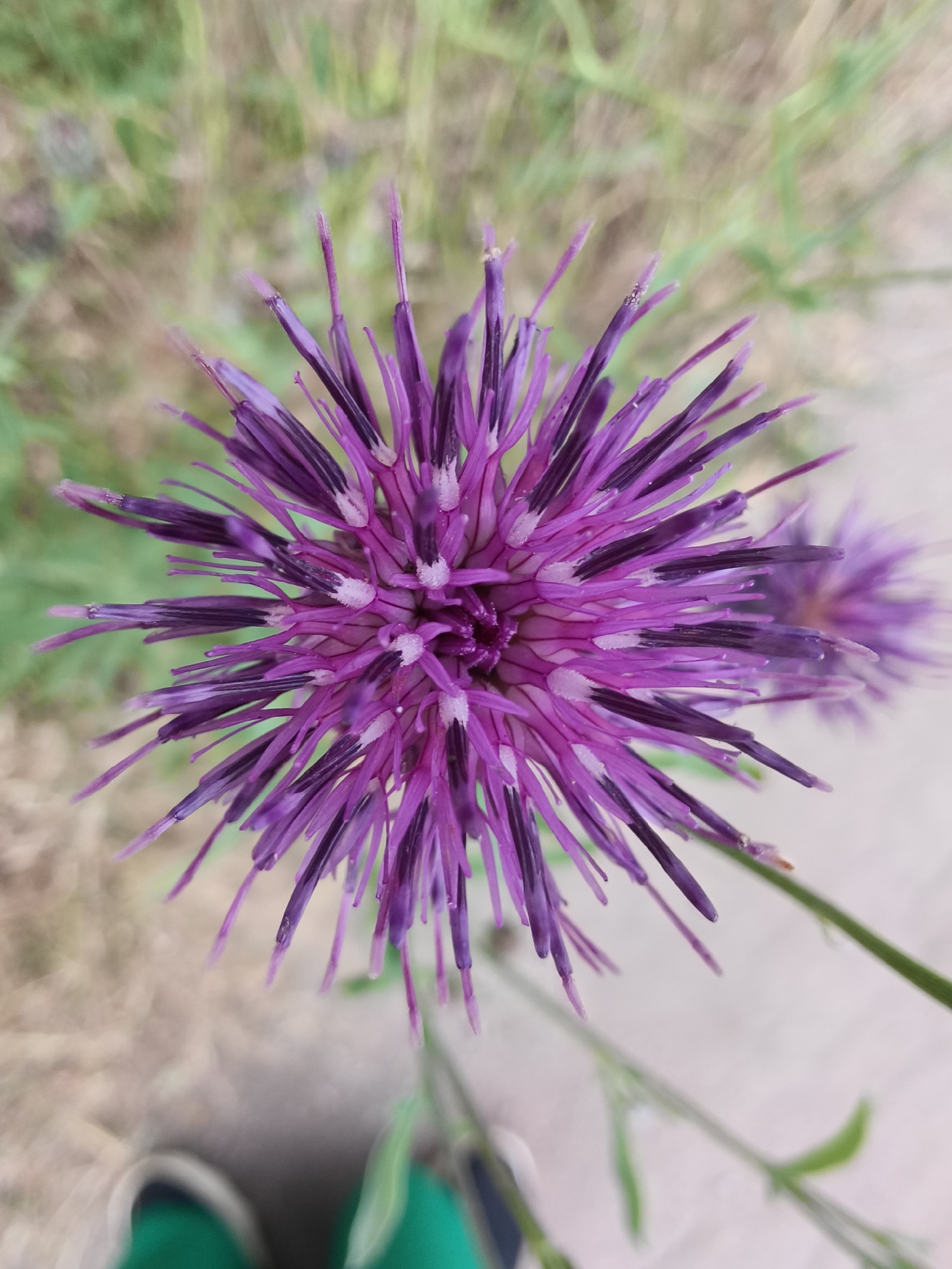 This media file is a close-up photograph of a vibrant purple thistle flower in bloom, set against a softly blurred background of green foliage and a light-colored path. The flower is the primary subject, with its spiky petals and intricate center drawing the viewer's attention. The sharp detail of the flower contrasts with the bokeh effect of the background, creating a sense of depth.
In the lower portion of the image, the tops of a person's green shoes are visible, suggesting the photographer is standing close to the flower. This indicates a natural outdoor setting, likely a park, garden, or a wild area where thistles grow. The lighting appears to be natural daylight, suggesting the photograph was taken during the day. There are no discernible clues about the specific time of day or weather conditions, other than the presence of natural light.
The scene is peaceful and focused on the beauty of nature. The sharp, almost aggressive appearance of the thistle's spines is softened by its vivid purple color. The presence of another, more out-of-focus thistle in the background hints at a cluster of these flowers, possibly indicating a field or patch of them.
No text is visible in the image. The location context of Kryvyi Rih, Ukraine, provides a geographical reference for the setting where this image was captured.