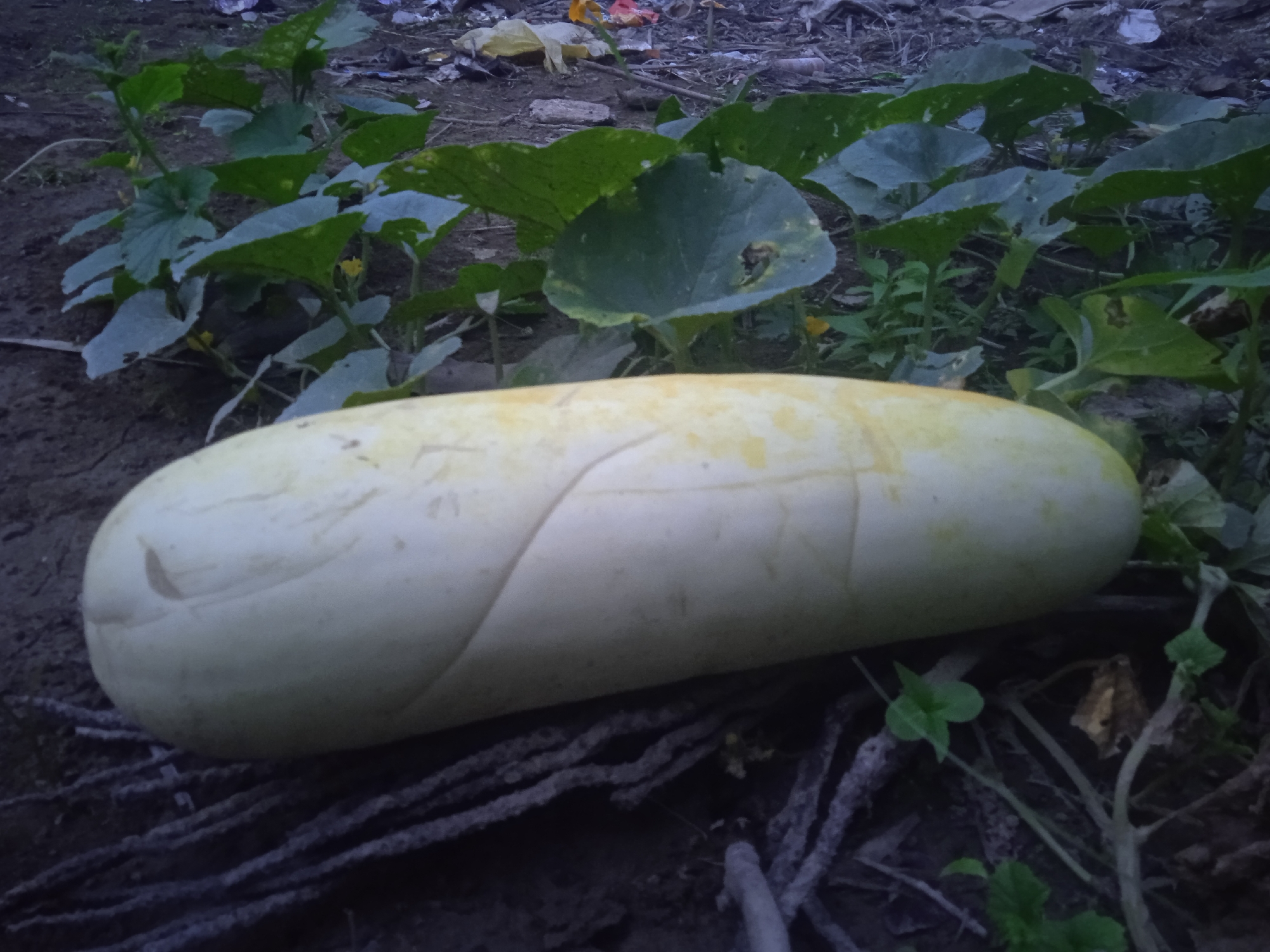 A large, pale yellow squash rests on the ground, partially surrounded by lush green leaves and vines. The squash is elongated and smooth, with subtle indentations running along its surface. It appears to be growing in a garden or a natural outdoor setting, as evidenced by the soil, dried leaves, and plant debris scattered around it. The leaves are broad and lobed, typical of a cucurbit plant, and some show signs of wear or damage. Small yellow flowers, possibly from the same plant, are visible amidst the foliage. The background is somewhat obscured, but it seems to be a somewhat unkempt area with more debris and dry vegetation. The lighting suggests it might be dusk or early morning, with a muted, diffused light. The scene conveys a sense of natural growth and harvest. There is no visible text in the image.
