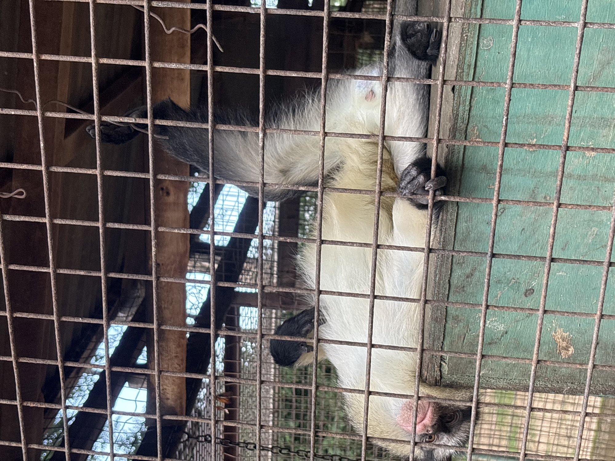 In Jos, Nigeria, a monkey with light-colored fur and black limbs is seen lying on its back inside a rustic cage. The cage is constructed with weathered, rusty metal bars and has a wooden base painted green. The monkey's face, with its pink snout and dark eyes, is partially visible near the lower left of the frame. Its limbs are splayed out, with its hands resting in its lap. The background shows the enclosed area of the cage and some vegetation outside.
