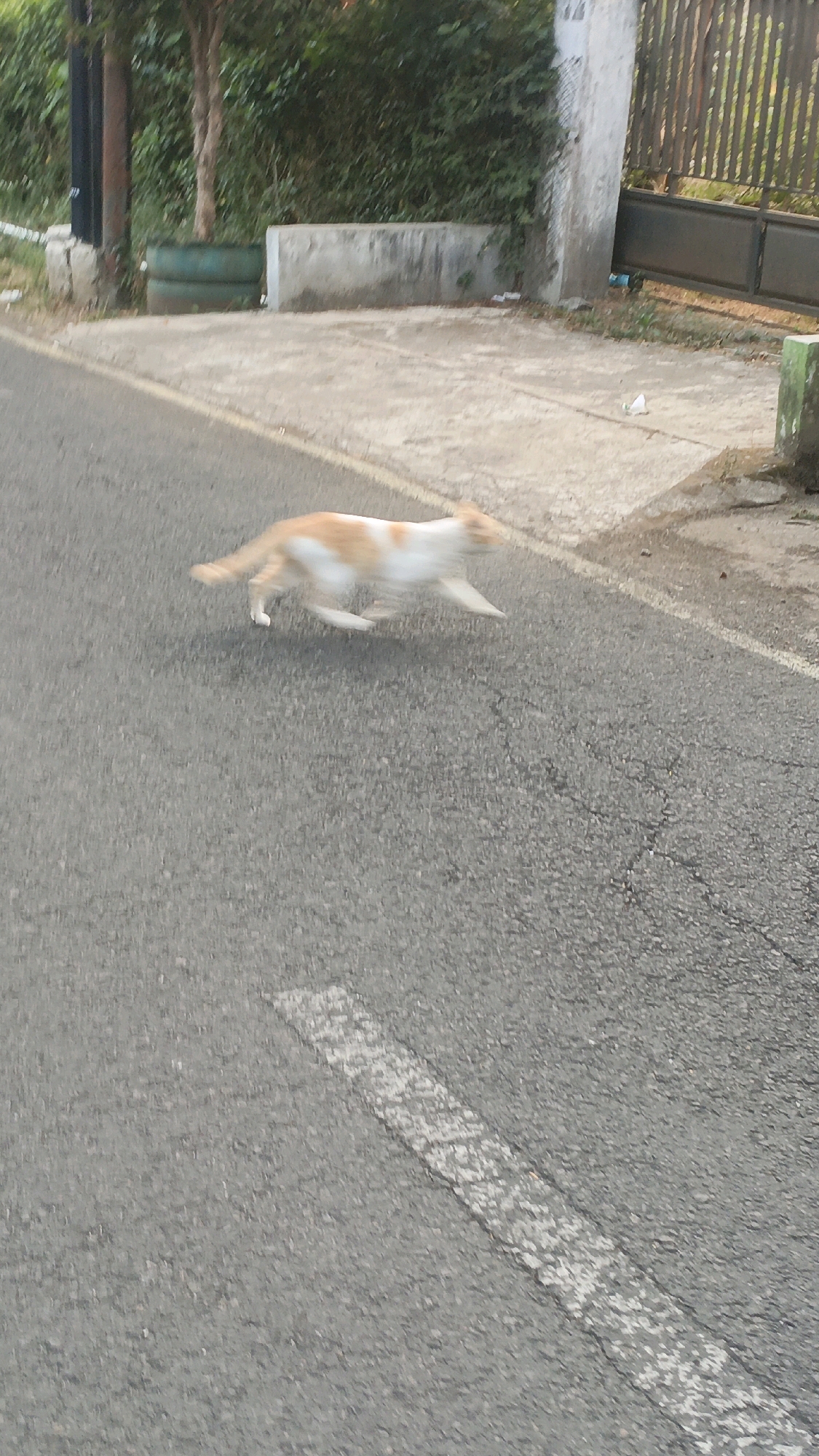 The image shows a blurry, ginger and white cat running on an asphalt road in Salatiga, Indonesia. The road has a white dashed line marking the lane. To the left of the road, there is a concrete wall and a metal pole. To the right, there is a gate and a wall covered in greenery. The environment appears to be outdoors, possibly a residential area or a quiet street. The motion blur indicates the cat was moving quickly at the time the photo was taken.
