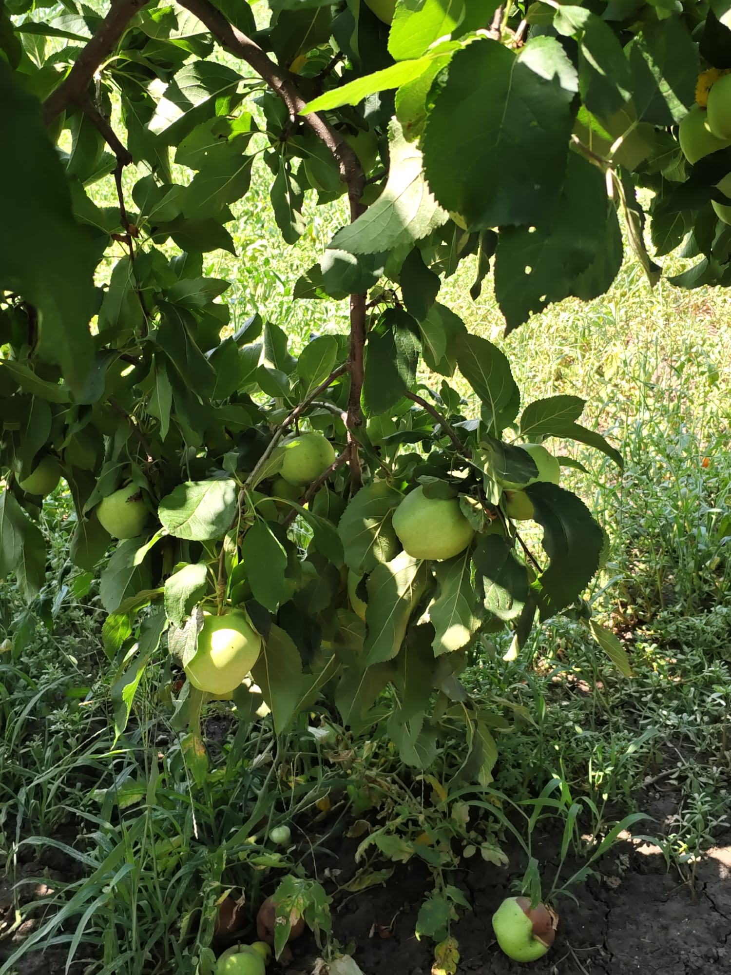 An apple tree is shown in an outdoor setting, likely a garden or orchard, in Nizhnedonskoy, Russia. The tree's branches are laden with green apples, some of which are partially obscured by the lush green leaves. Sunlight filters through the foliage, casting dappled shadows on the tree and the ground below. The ground beneath the tree is covered with a mixture of grass, soil, and fallen apples, some of which appear to be bruised or beginning to decompose. In the background, a dense growth of vegetation can be seen, suggesting a natural or semi-wild environment. There are no people or animals visible in the frame.