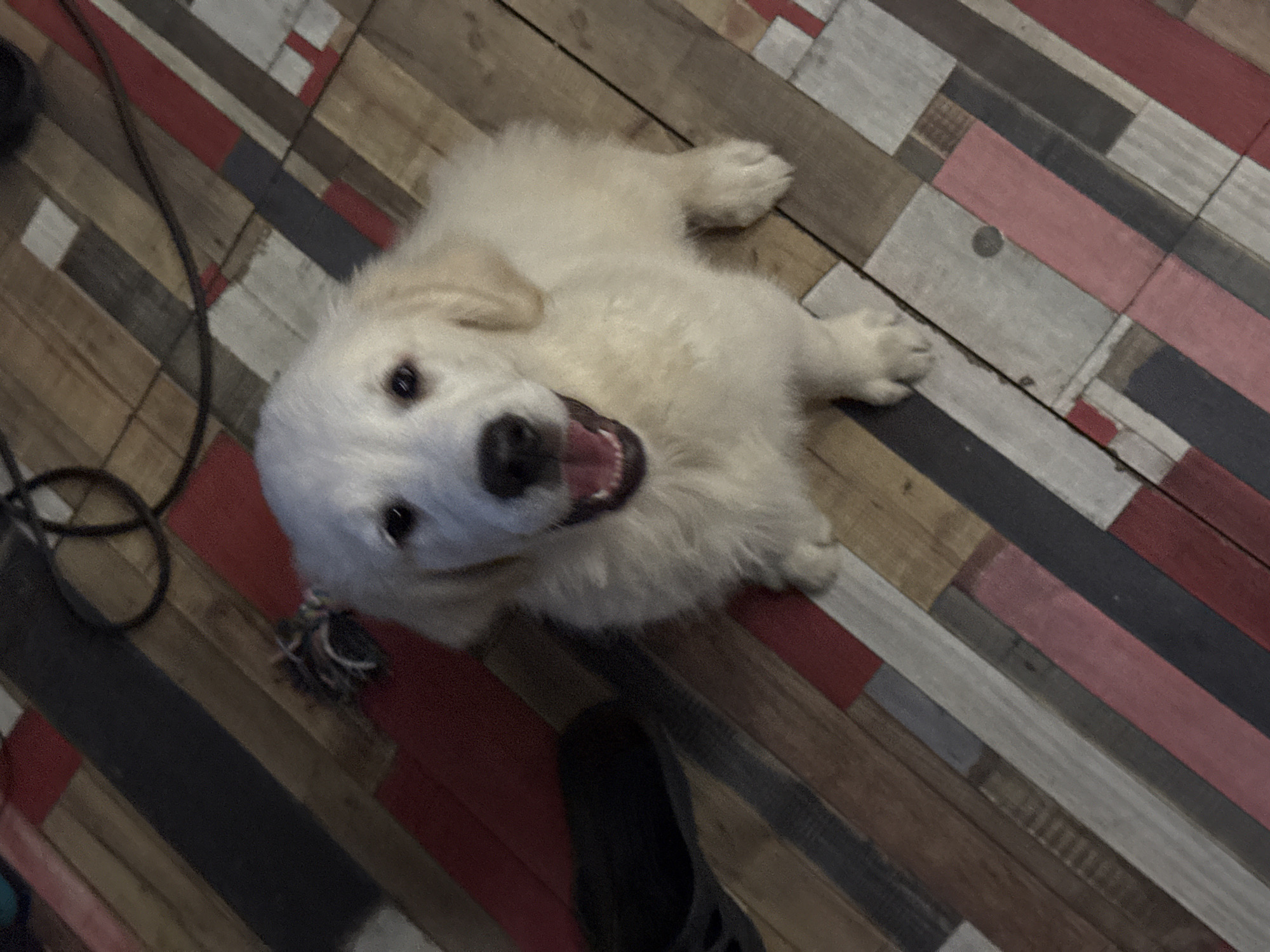 A high-angle view captures a fluffy, light-colored puppy lying on a wooden floor. The floor is constructed from planks of varying colors, including shades of brown, red, gray, and white. The puppy is lying on its back, its head tilted upwards with its mouth open, revealing its teeth and tongue. A small, multi-colored toy is visible near the puppy's head, to the left. A black electrical cord runs along the left side of the image, and a dark-colored slipper is positioned near the bottom of the frame. The location is unspecified, and there is no way to determine whether it is in Ptichnoye, Russia, based solely on the image.