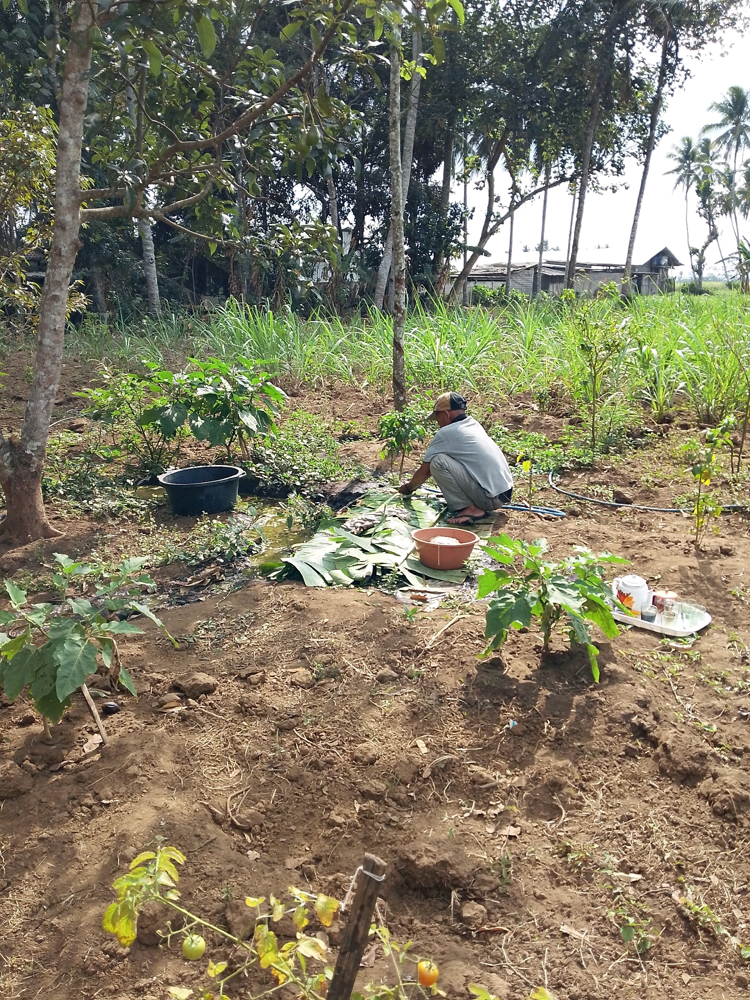 In Karangsari, Indonesia, a person is tending to crops in a rural outdoor setting. The individual, wearing a cap and a light-colored shirt and pants, is crouched down, appearing to work with banana leaves spread on the ground. Several green plants, likely vegetable crops, are visible in the foreground and throughout the scene, some bearing small fruits. A black plastic basin is present near the plants, and further in the distance, there are sugar cane fields and palm trees, along with a cluster of small buildings. The ground is a mixture of brown soil and dry vegetation.