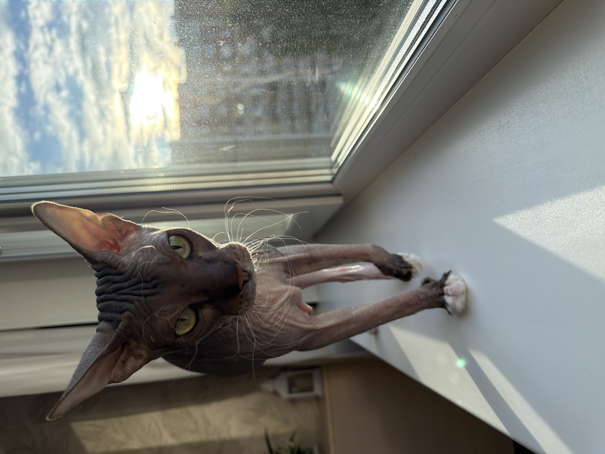 An overhead shot captures a hairless Sphynx cat perched on a white windowsill, gazing directly into the camera. The image is oriented vertically, with the window frame running along the right side. The cat, with its distinctive wrinkled, dark grey-brown skin, has prominent pointed ears and striking green eyes. Long, delicate white whiskers radiate from its face. Its front paws, tipped with white, rest on the clean white surface of the sill, suggesting a stretched or upward-looking pose.
Behind the cat, a window provides a view of a bright, cloudy sky, with intense sunlight creating a strong lens flare and reflections on the somewhat dusty glass. The clear daylight and the strong shadows cast by the cat and window frame indicate it is daytime, possibly morning or afternoon. The setting is an indoor space, likely a home, in Izhevsk, Russia. No visible text is present in the image.