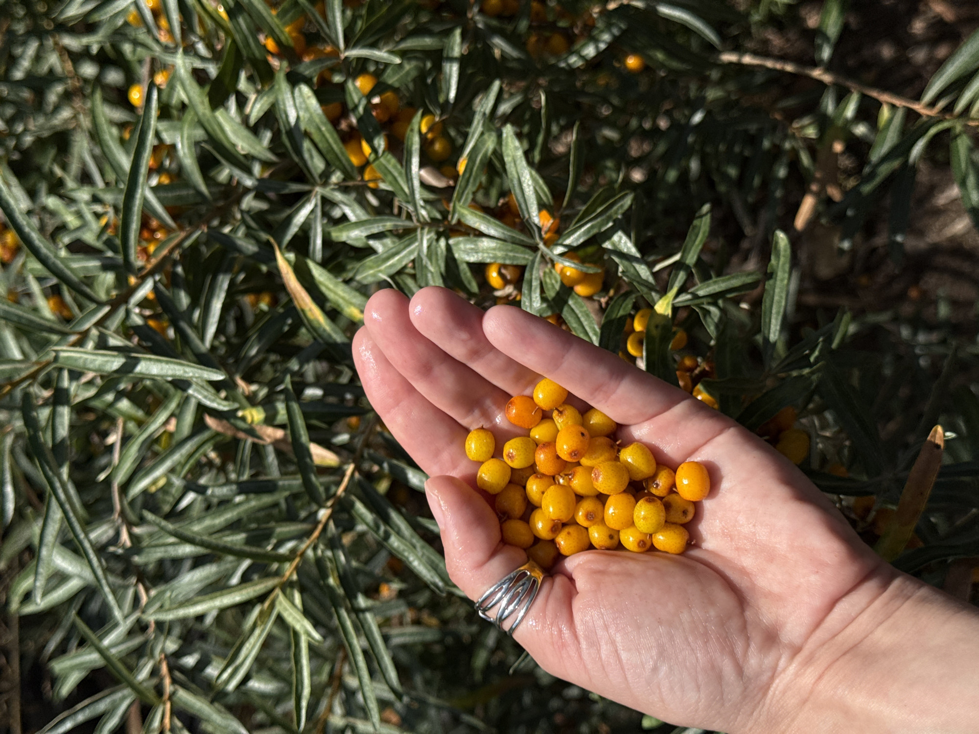 A close-up shot shows a person's open palm, filled with bright orange-yellow sea buckthorn berries, held in front of a blurred background of sea buckthorn bushes with more berries and narrow green leaves. The person is wearing a silver, multi-layered ring on their left ring finger. The lighting suggests it is daytime, with shadows indicating sunlight. The image does not contain any identifiable landmarks or elements to determine a specific location in the city of Chaikovsky, Russia.