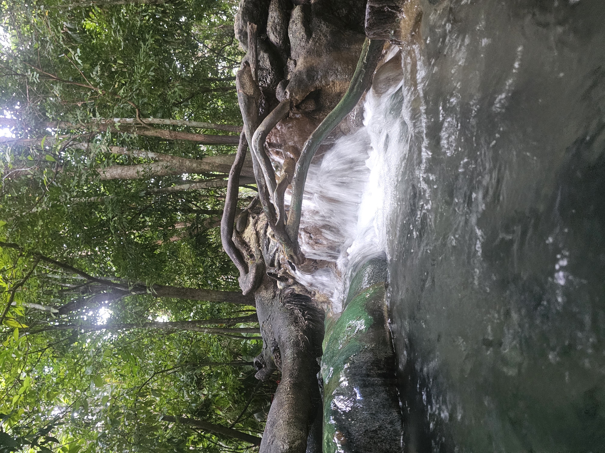 The image depicts a natural waterfall cascading over rocks and tree roots in a lush, green forest. The water is clear and flows rapidly, creating a frothy white appearance where it tumbles down. The surrounding vegetation is dense, with tall trees and vibrant foliage creating a canopy overhead, allowing dappled sunlight to filter through. The rocks are rough and textured, some covered in moss or algae, suggesting a damp and humid environment. Twisted tree roots are prominently featured, intertwining with the rocks and seemingly supporting the waterfall's structure. The water collects in a pool in the foreground, appearing dark and reflective. The scene evokes a sense of tranquility and the raw beauty of nature. The sunlight filtering through the leaves suggests it is daytime, likely during clear or partly cloudy weather. The location context, Tambon Khlong Thom Nuea, Thailand, implies a tropical or subtropical environment. No people or visible text are present in the image.