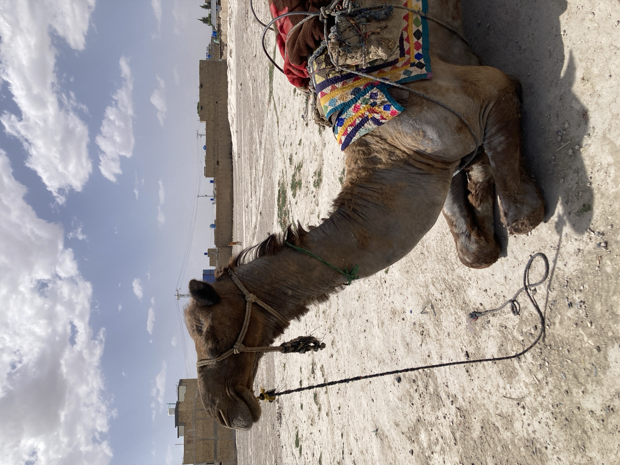 A camel lies on the ground in Quetta City Tehsil, Pakistan. The camel has a colorful saddle blanket and headgear. A rope is attached to its head. The ground is sandy and dusty. Buildings are visible in the background under a sky with some clouds.
