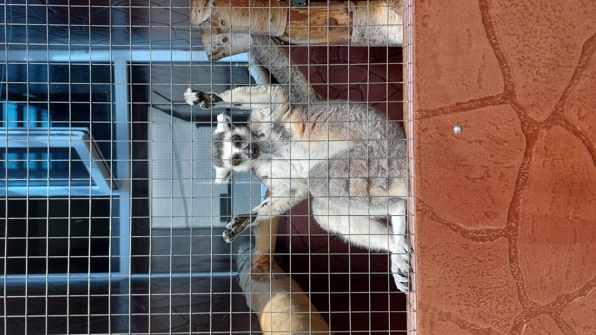 A ring-tailed lemur is in a cage, sitting on a ledge with its arms raised. The cage is made of metal bars, and behind the lemur, there is a wooden branch. The background of the cage appears to be a dark blue wall with a window. The lower part of the image shows a red, textured surface that resembles stone. The lemur's fur is gray and white, and it has distinctive black rings around its eyes and a long, ringed tail. The lemur is looking directly at the camera with an alert expression.