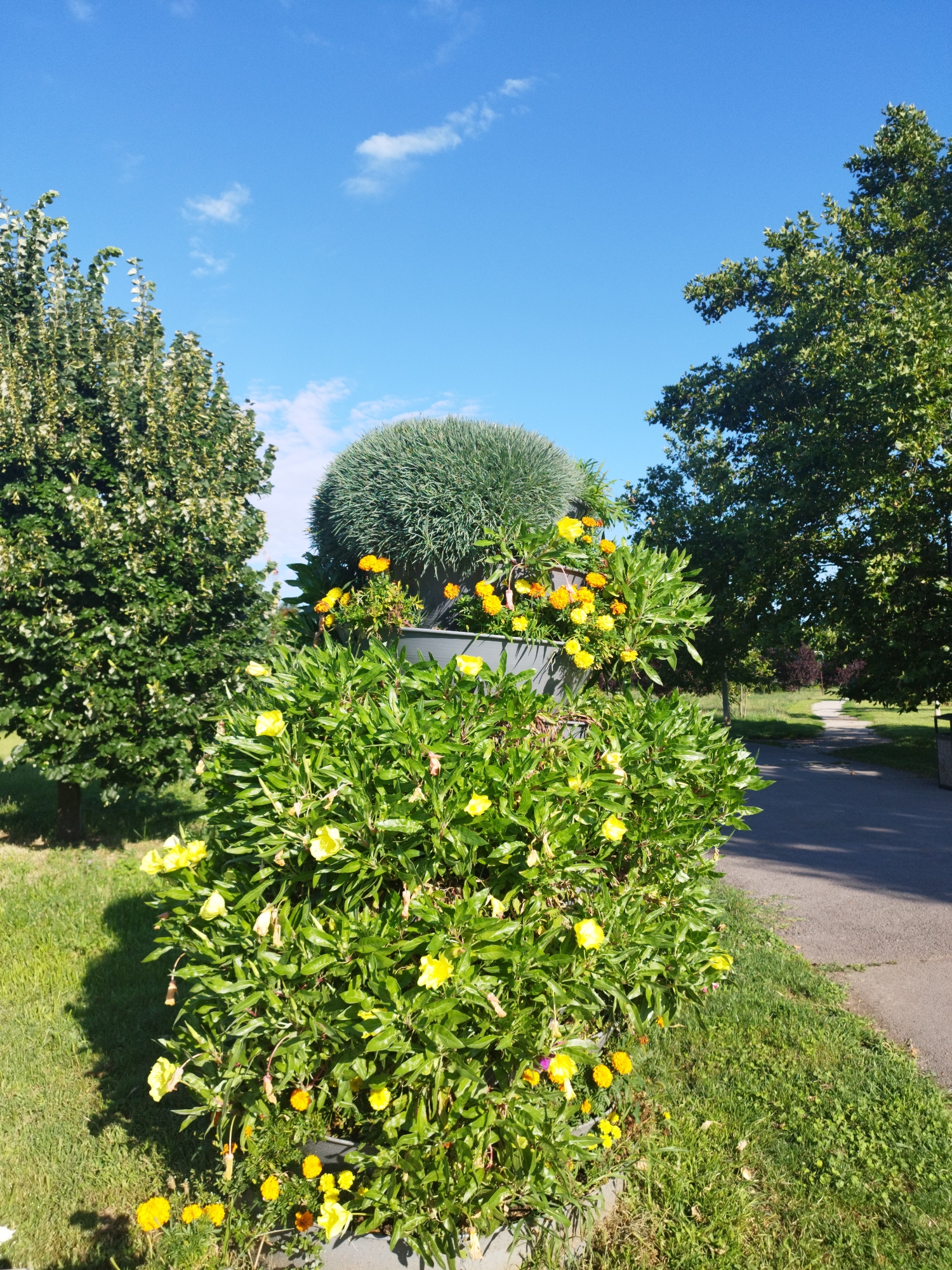 This is a photograph of a park in Bucharest, Romania, on a sunny day with a bright blue sky and scattered clouds. In the foreground, a large planter contains a dense green shrub with numerous bright yellow flowers. Behind this, a round, fluffy green plant is visible, also in a planter. To the left, a leafy green tree stands tall, and to the right, another large, leafy green tree dominates the background. A paved pathway curves through the park, lined with grass and trees, suggesting a public space. There are no people or animals visible in the image.