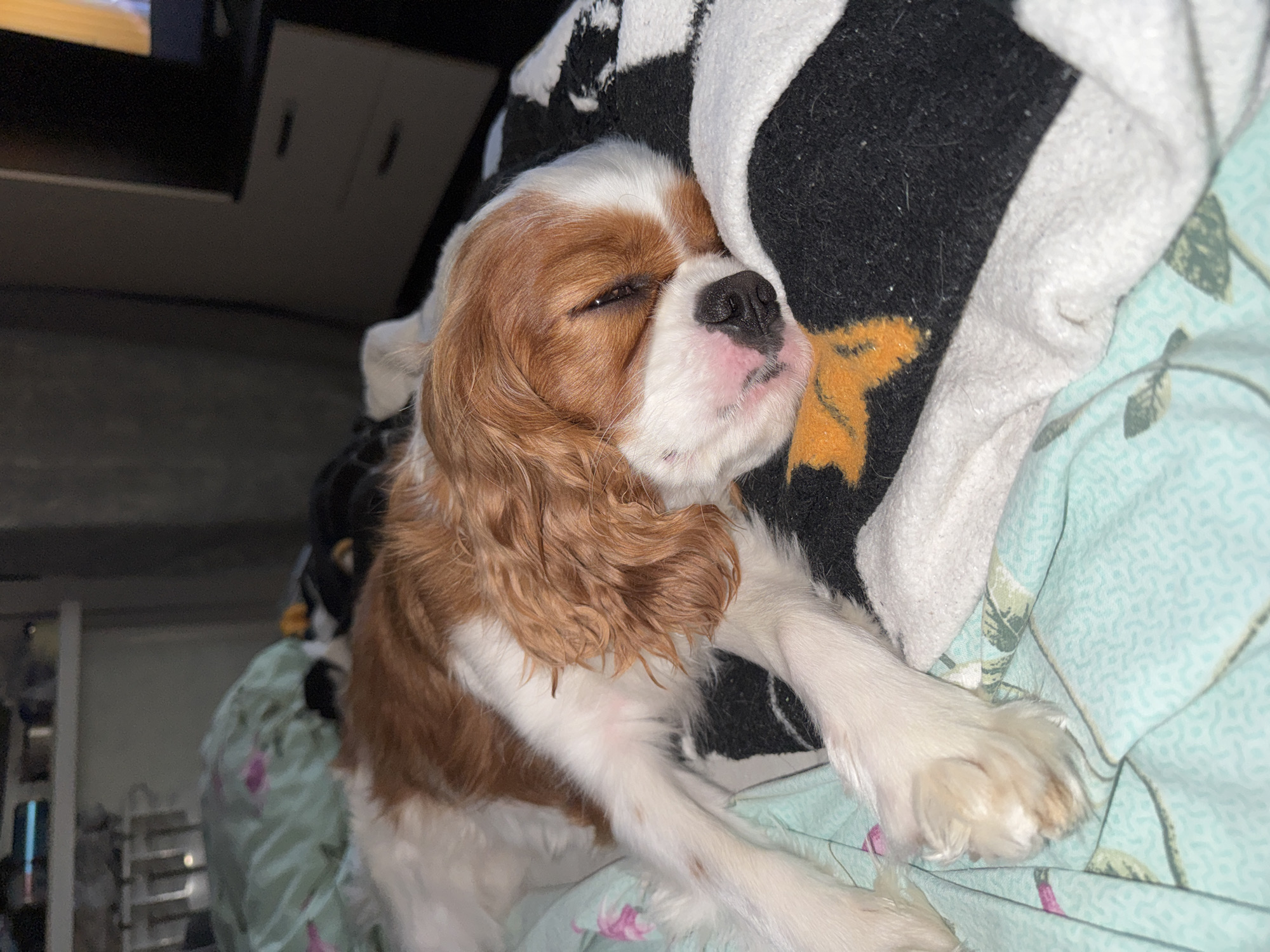 A Cavalier King Charles Spaniel, with white and tan fur, sleeps on a bed. The dog is lying on its side with its head resting on a black and white patterned blanket. Its eyes are closed, and its snout is pink. The bedding appears to be made of soft material, with a light blue floral pattern visible on the left side of the image. In the background, a dresser with drawers is partially visible, as is a television screen. The lighting in the room is dim. The scene suggests a private, indoor setting, possibly a bedroom.