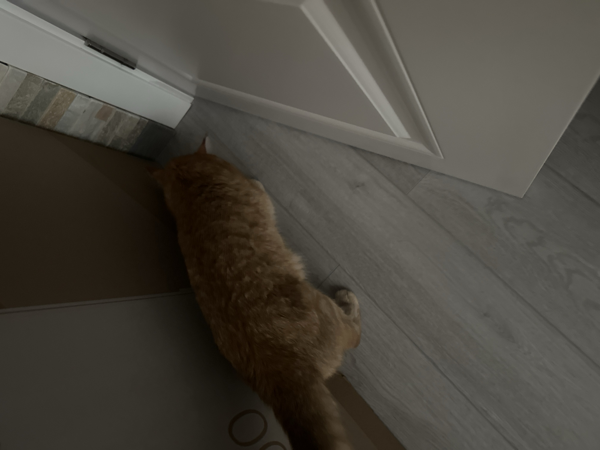 An orange tabby cat is walking on a gray wooden floor. The cat is facing away from the camera and is partially obscured by a large cardboard box. To the right of the cat and the box is a closed white door with a visible hinge. Behind the cat and to the right of the box, a wall with a tiled pattern is visible. The scene appears to be indoors, in what could be a hallway or room.