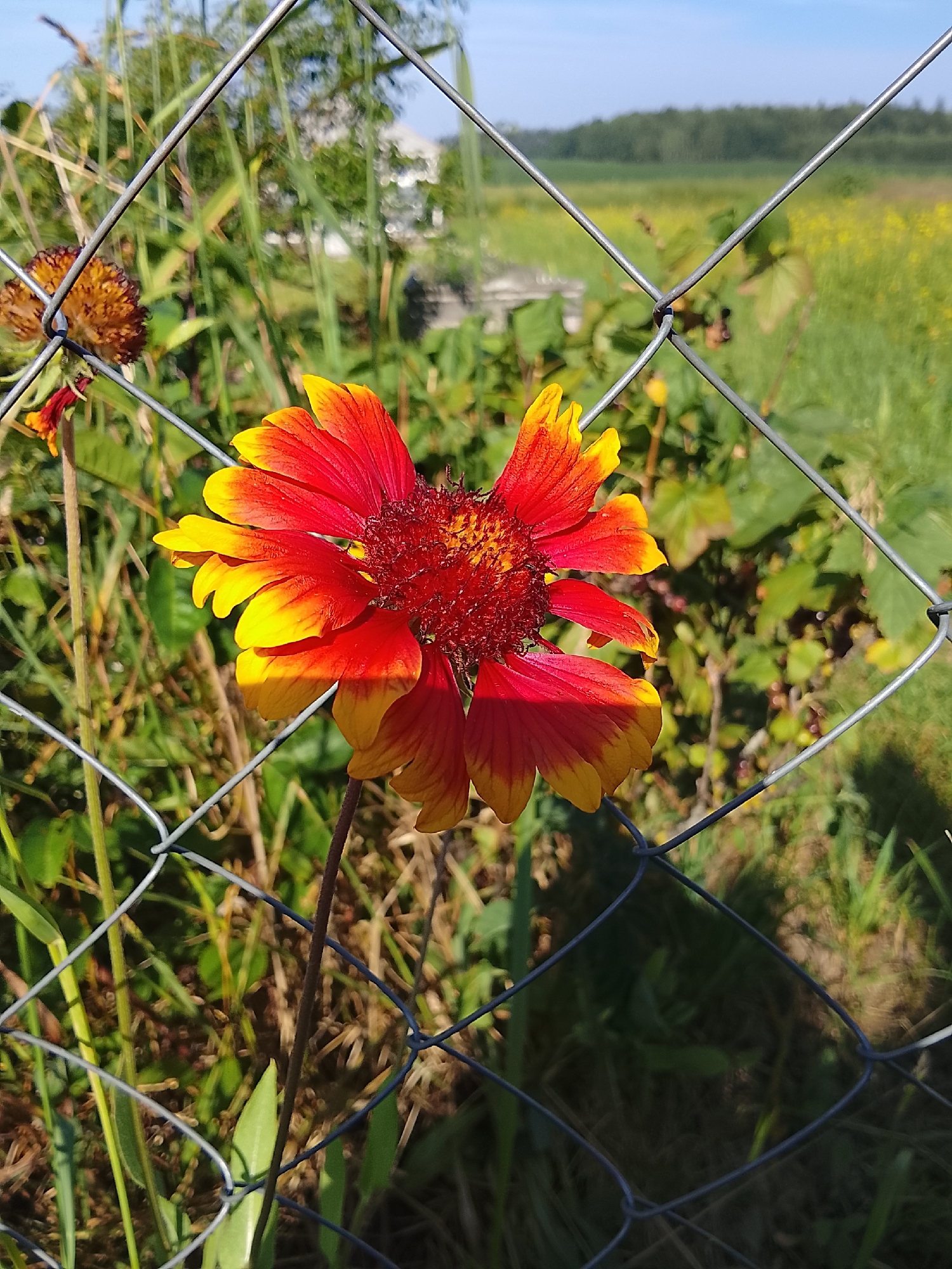 A close-up, eye-level, outdoor shot captures a vibrant red and yellow flower blooming behind a chain-link fence in Патоцкі сельскі Савет, Belarus. The flower, likely a Gaillardia, is in focus, with its petals unfurling. The fence, made of thin, galvanized wire, forms a diamond pattern across the frame, partially obscuring the flower and the background. In the background, blurred greenery and a yellow field under a bright blue sky suggest a rural or park-like setting. Sunlight illuminates the flower, casting a shadow on some of its petals. The overall impression is one of natural beauty contrasted with man-made enclosure.