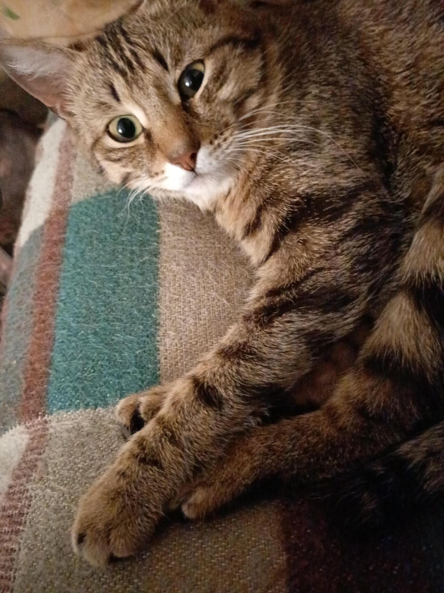 A brown tabby cat lies on a striped blanket with green, brown, tan, and red stripes. The cat's head is turned to the left, and its green eyes are open. Its front legs are crossed, with the paws visible. The cat's fur is short and dense. The background is out of focus. No people are visible. There is no specific evidence to conclude this is the city of Zalesovo, Russia.