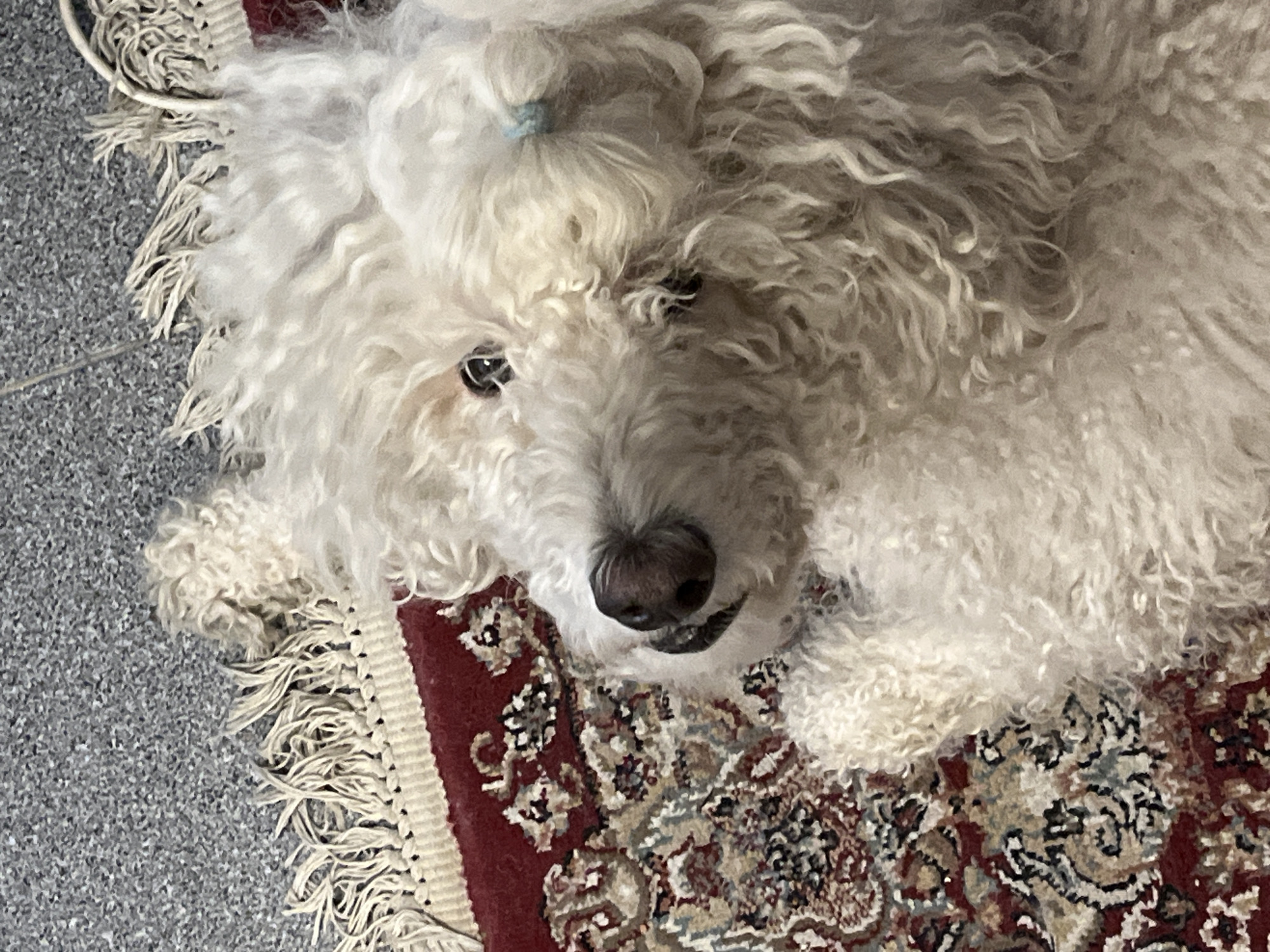 A fluffy, white dog with curly fur, likely a Poodle mix, rests on a section of a patterned rug. The rug appears to be an Oriental rug with a predominantly red background and intricate designs in beige, brown, and black. The rug has a fringed edge. The dog is positioned at an angle, with its head towards the viewer. The dog has a dark nose and dark eyes. A small, light blue hair tie is visible on the dog's head. The rug is situated on a speckled gray floor. Location: Unknown, Unknown.