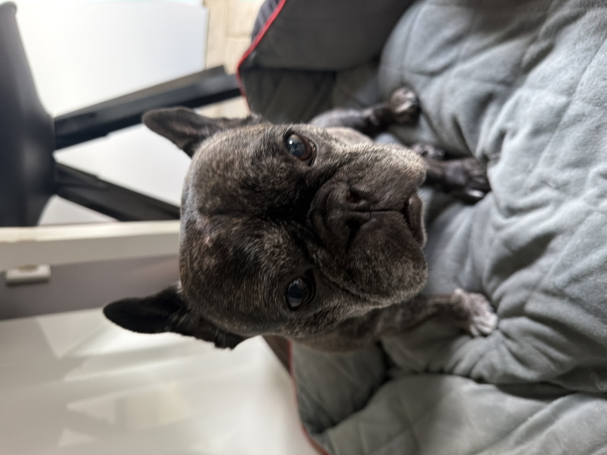 A brindle French Bulldog, with its signature flat face and erect ears, is captured in a close-up, head-on shot. The dog is positioned centrally in the frame, its gaze directed forward. It rests on a soft, grey dog bed with red trim, which is placed indoors on a light-colored floor. In the background, a partially visible dark object, possibly a chair, and a white wall are discernable. The lighting appears natural, casting soft shadows. The specific location within the city of Baloži, Latvia, is not discernible from the visual information provided in the image.