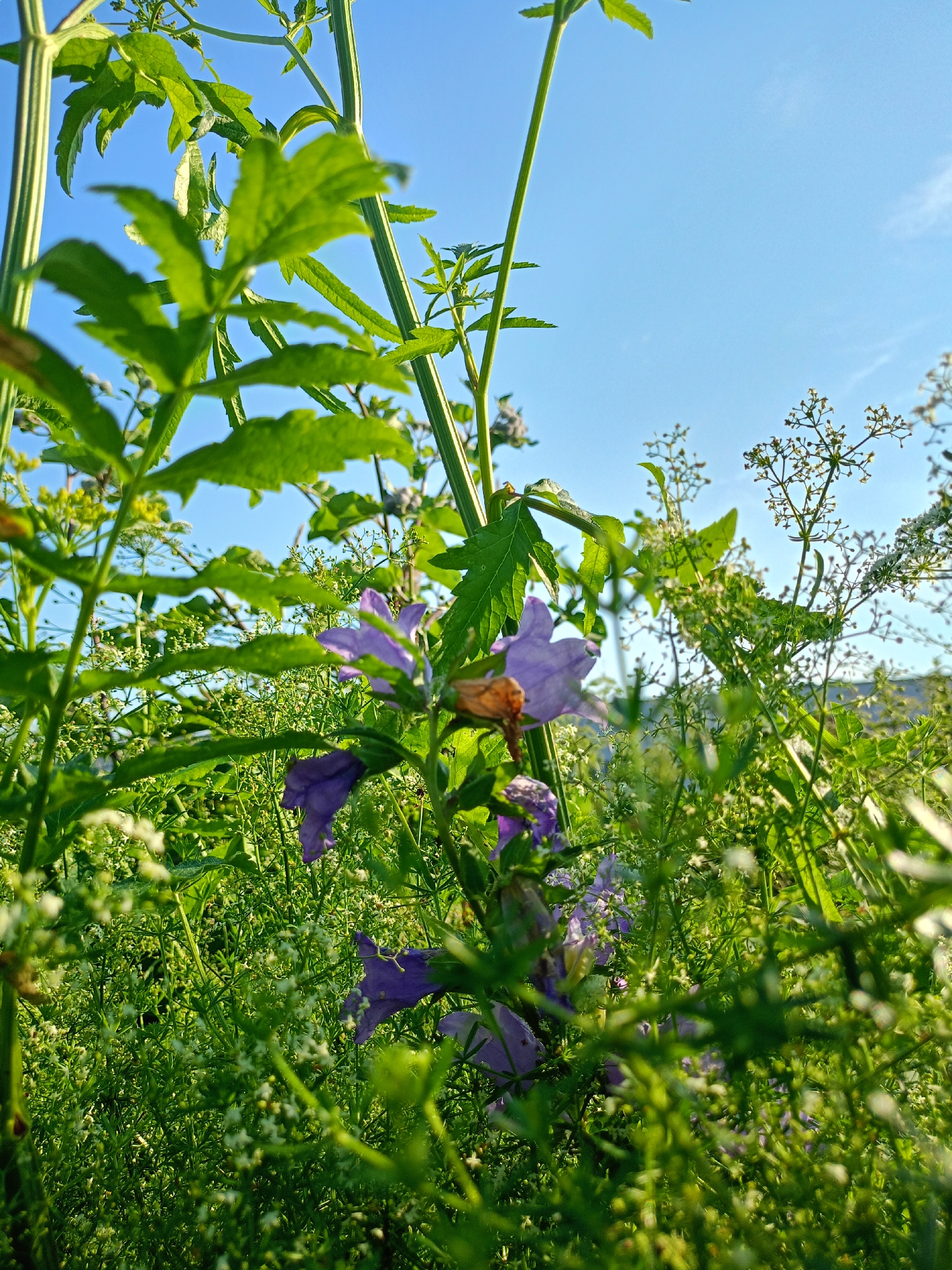 The image depicts a close-up view of lush green vegetation against a bright blue sky. Several stalks of plants with large, serrated leaves dominate the foreground, with some appearing to be leaning towards the camera. Among these larger plants, smaller clusters of white flowers and delicate green sprigs are visible, creating a dense, natural environment. In the mid-ground, two purple bell-shaped flowers stand out, their petals slightly unfurled. The overall impression is one of a vibrant, sunlit meadow or garden. The location is identified as Peetri alevik, Estonia. No people or animals are present in the frame. The lighting suggests it is daytime, with the sun casting a warm glow on the foliage.