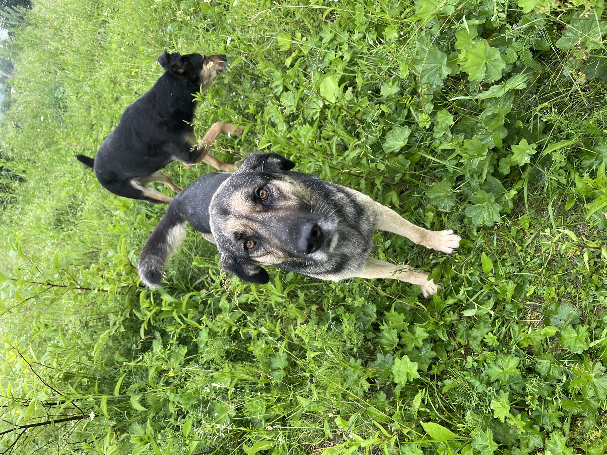 Two dogs are playing in a grassy area with green foliage and some small white flowers. One dog, mostly black with tan markings, is in the background, looking to the left and appears to be mid-stride or jumping. The other dog, a larger breed with grey and black fur, is in the foreground, looking directly at the camera. Its head and front paws are clearly visible, with its body partially obscured by the grass. The grass appears damp, suggesting it might have rained recently or that it is early morning with dew. The overall scene is natural and outdoors. The time of day is unclear, but the lighting suggests it is daytime. There is no visible text in the image. The context of Nizhny Tagil, Russia, indicates a temperate climate, which is consistent with the appearance of the vegetation.