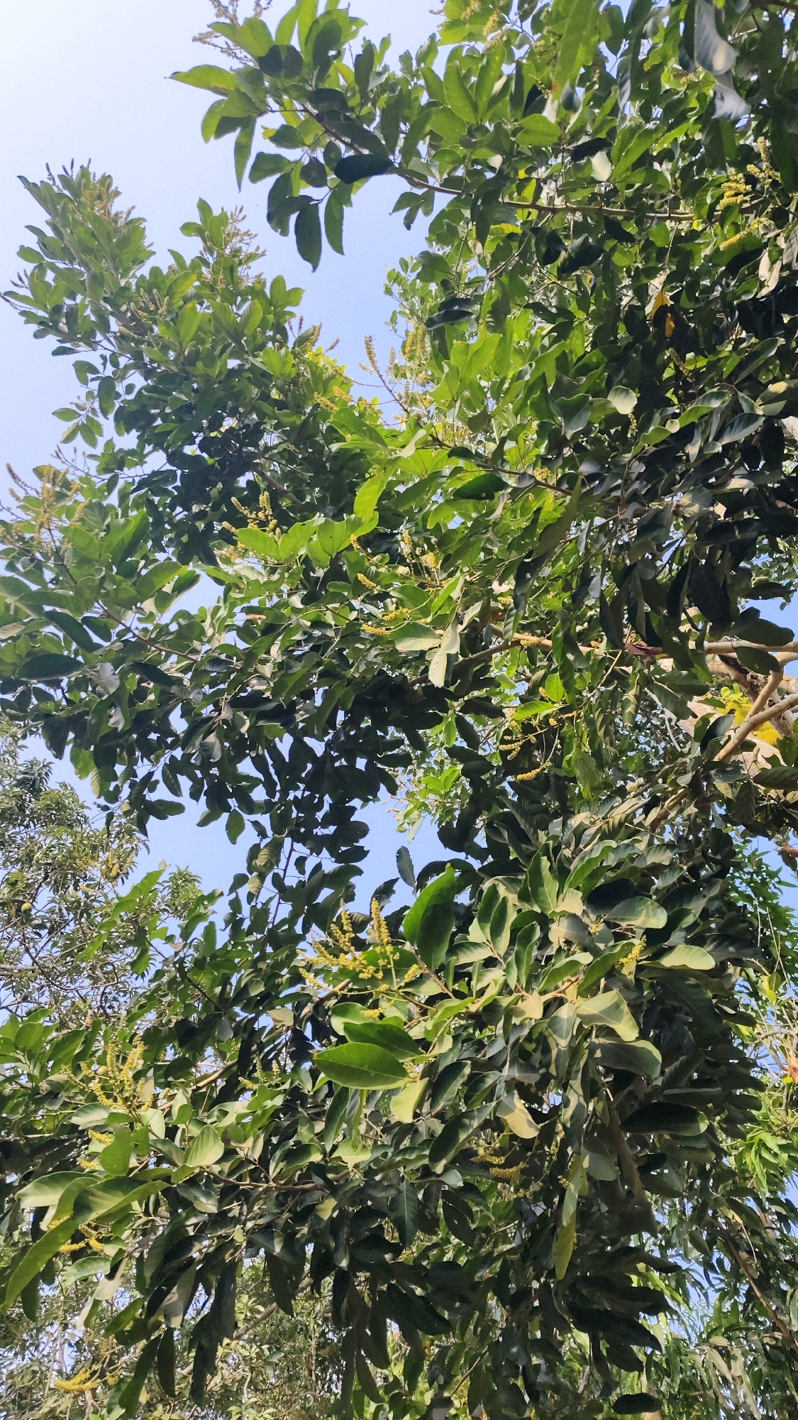 In Banyubunih, Indonesia, a vertical, low-angle shot captures the dense foliage of a tree against a clear blue sky. The leaves, predominantly a rich green with some lighter variations, are in sharp focus, interspersed with clusters of small, yellowish flowers. The branches of the tree spread outwards and upwards, creating a complex network that fills most of the frame. Sunlight filters through the leaves, creating subtle variations in brightness and shadow, highlighting the textures of the plant. The overall impression is one of abundant natural growth and a serene outdoor environment.