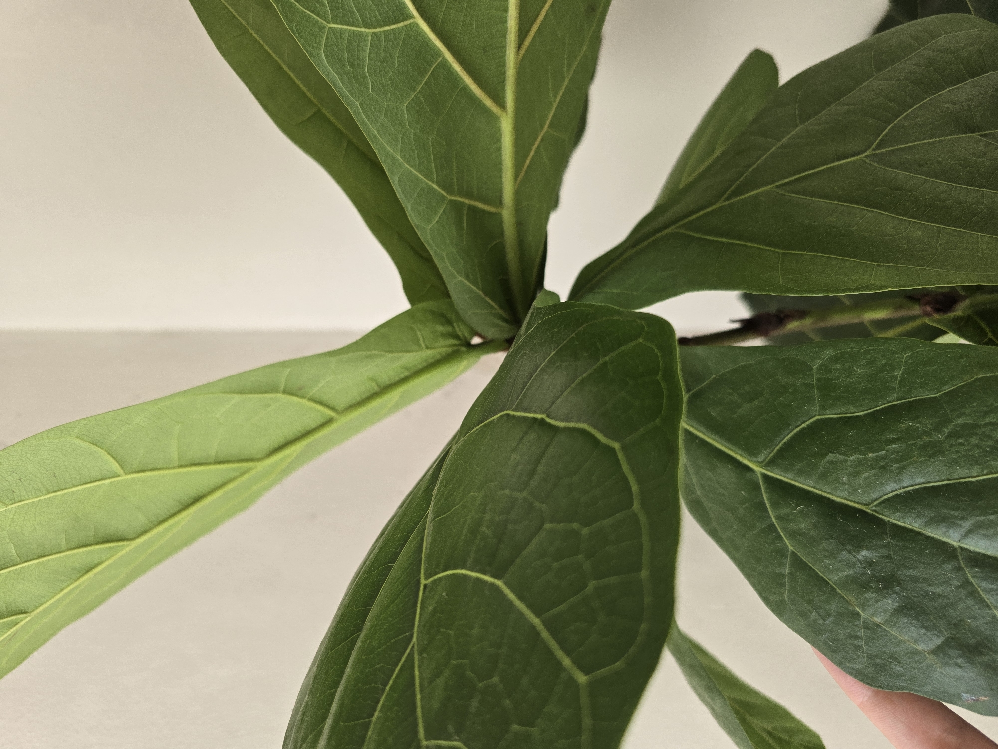 An indoor shot showcases the large, glossy green leaves of a fiddle-leaf fig plant, with a plain off-white wall in the background. The leaves exhibit prominent venation patterns, with lighter green veins creating an intricate network across their surfaces. One hand, partially visible at the lower left, gently touches a leaf, indicating human interaction with the plant. The lighting suggests an indoor environment, possibly a home or a public space within Salerno, Italy, where houseplants are common.
