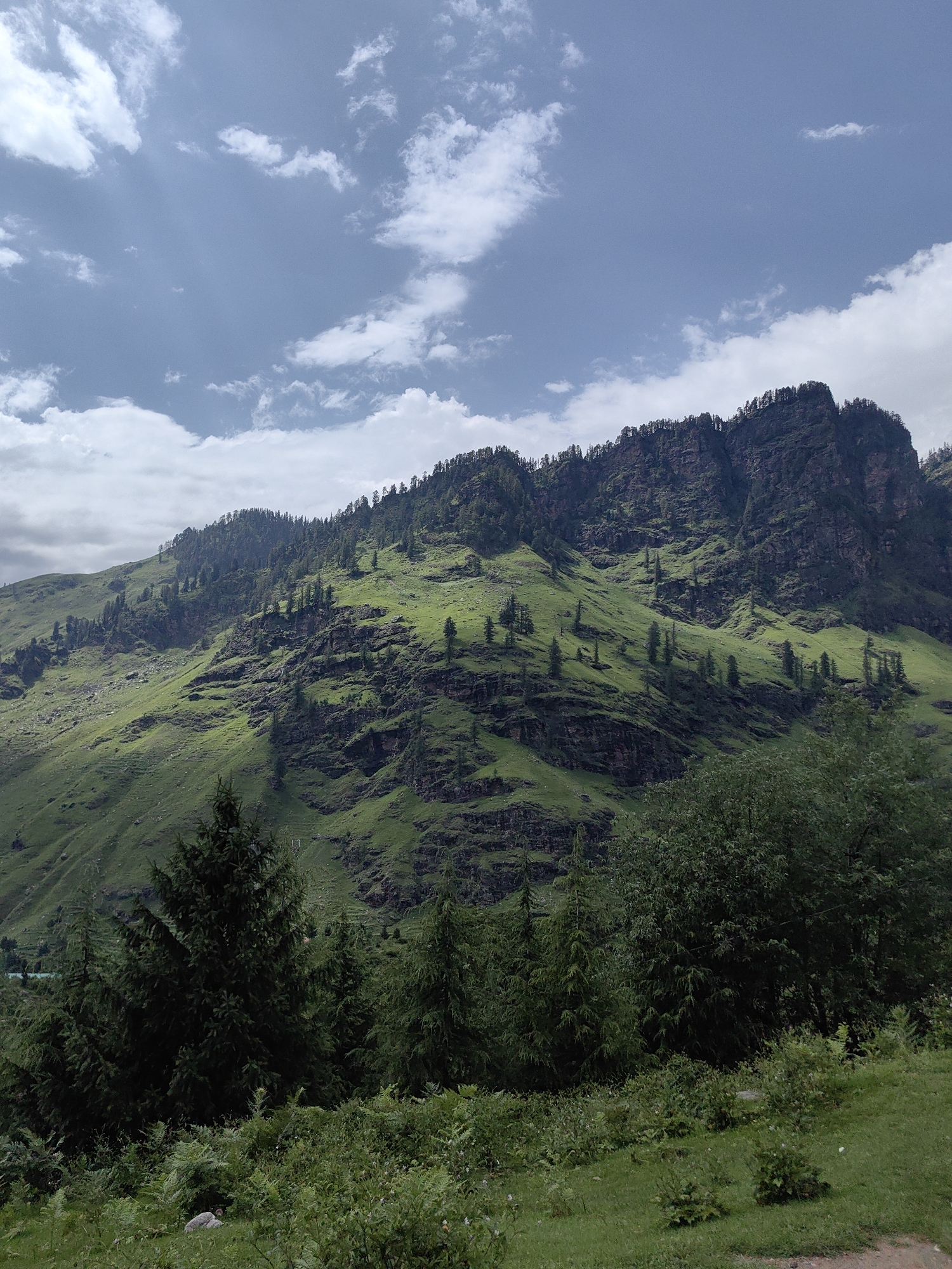 The image shows a steep, verdant mountainside in Palchan, India. The mountain is covered in lush green grass and dotted with numerous evergreen trees, particularly conifers. Rocky outcrops and ledges are visible on the slopes, indicating the rugged terrain. The sky above is a pale blue, with scattered white cumulus clouds. Sunlight breaks through in some areas, casting dappled shadows on the mountain. In the foreground, a dense cluster of dark green trees and undergrowth forms a natural barrier, with a grassy slope extending further down. The scene depicts a natural, undeveloped landscape typical of a mountainous region.