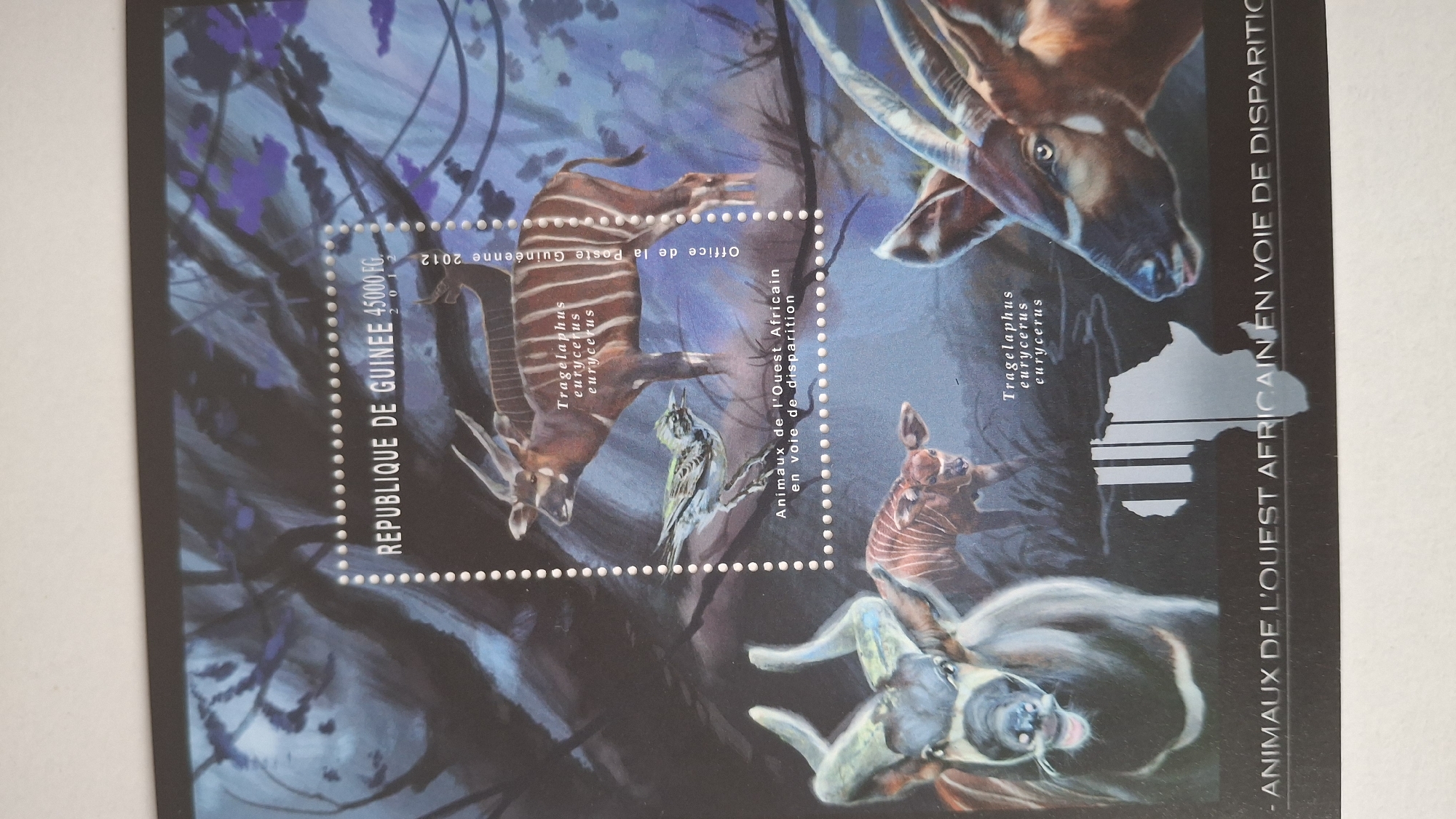 The image is a close-up of a postage stamp or collectible sheet. The central focus is a stamp depicting several animals in an illustrative style. The stamp itself is outlined with perforations and features images of antelope-like creatures, possibly bongos, and a bird. Text surrounding the stamp includes "REPUBLIQUE DE GUINEE 45000 FG.", "Tragelaphus eurycerus eurycerus," "Animaux de l'Ouest Africain en voie de disparition," and "Office de la Poste Guinéenne 2012." The overall theme appears to be wildlife conservation, specifically focusing on endangered animals in West Africa. The right side of the image includes text that reads "ANIMAUX DE L'OUEST AFRICAIN EN VOIE DE DISPARITION" with a map. No information indicates Pleven, Bulgaria.